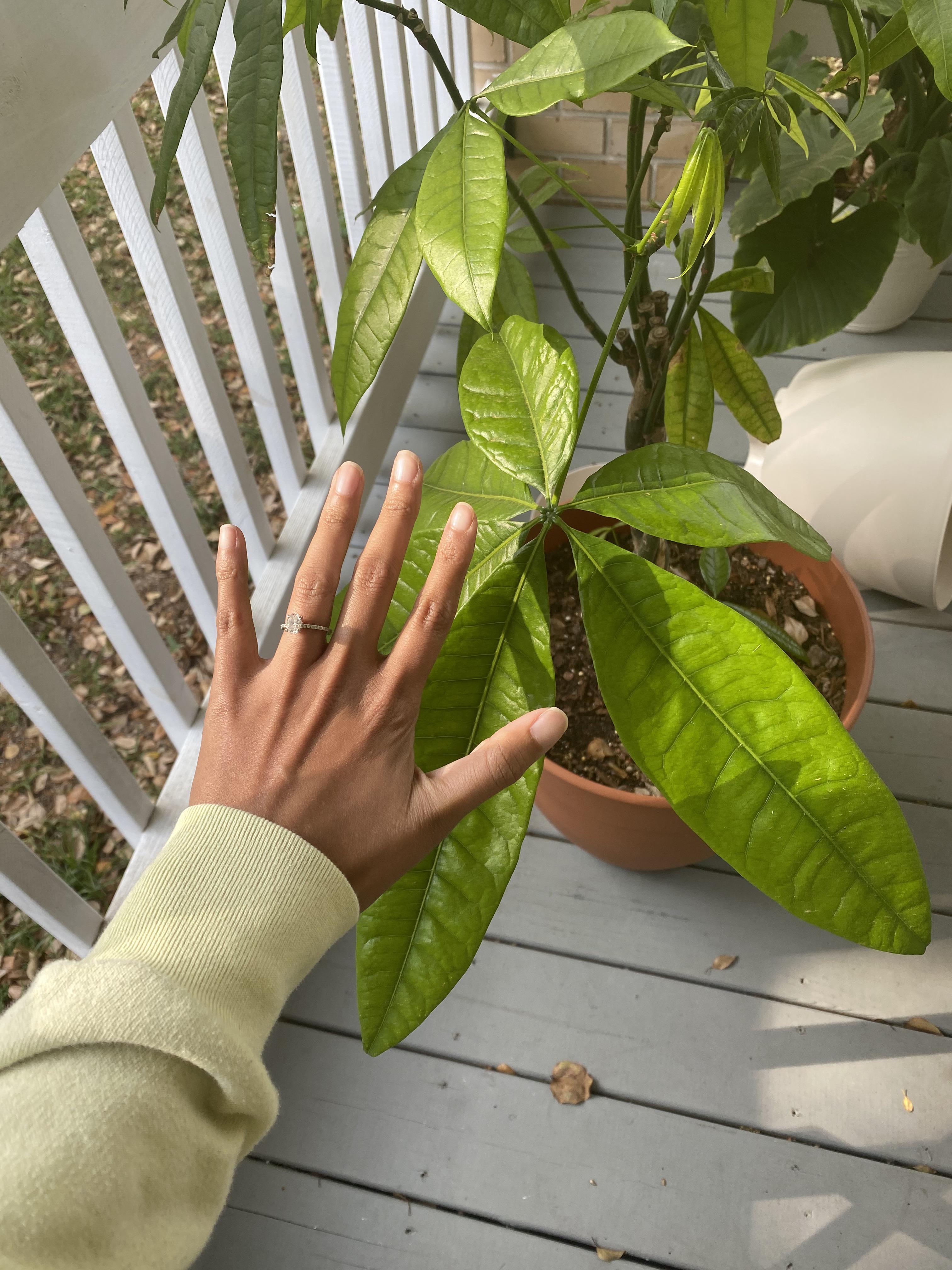 I thought my money plant was dying and I was ready to give up on it but