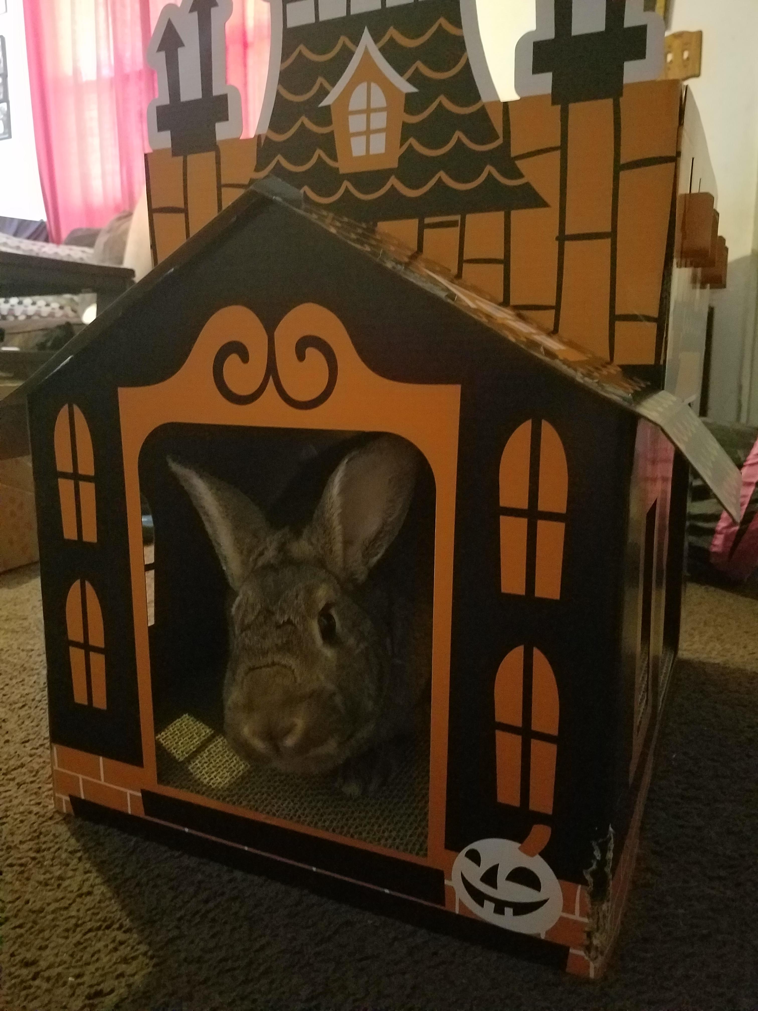 Reese's Haunted House! r/Rabbits