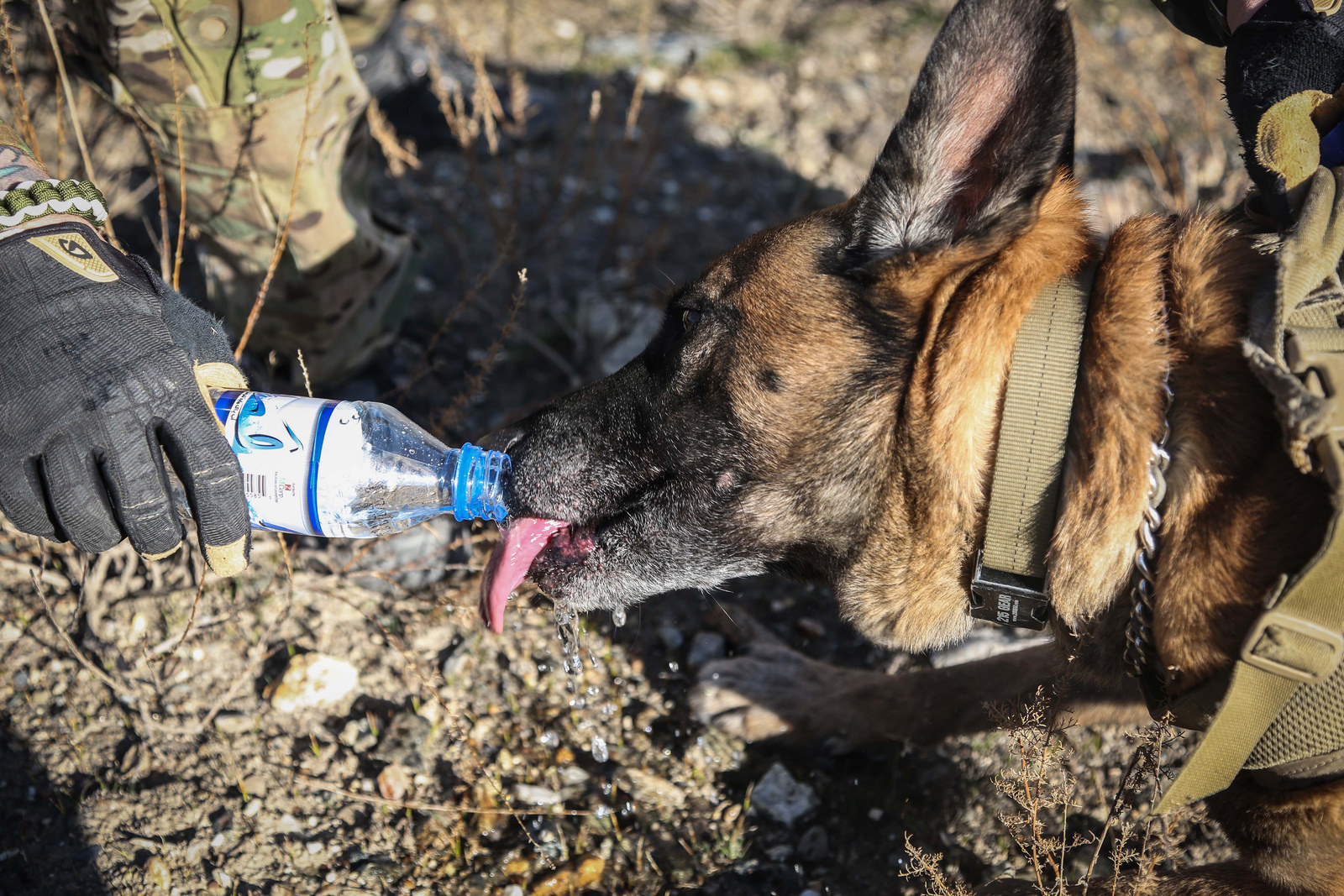 A U.S. Special Forces dog handler, attached to Combined Joint Special