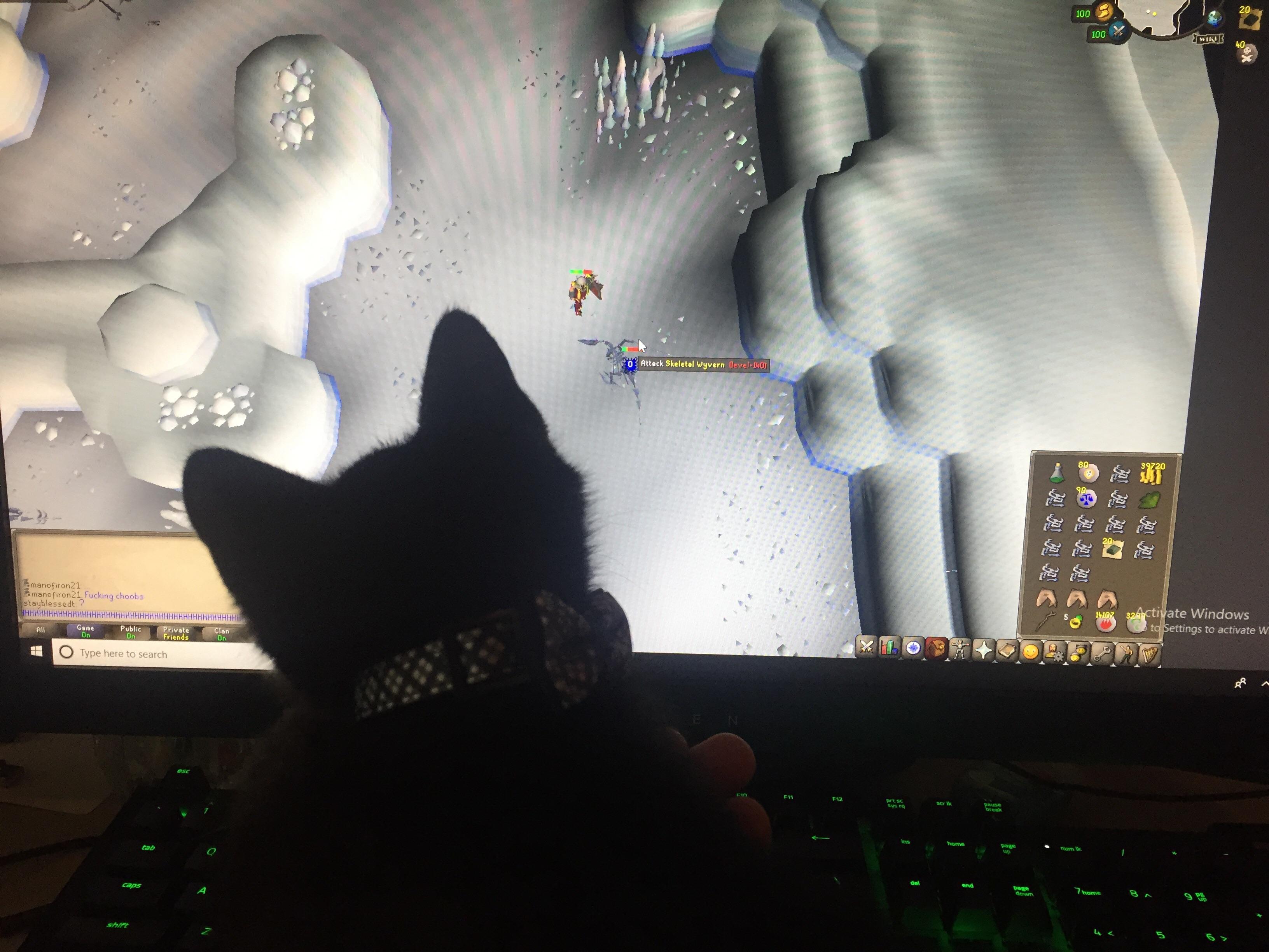 My kitten loves to watch me play runescape r/2007scape