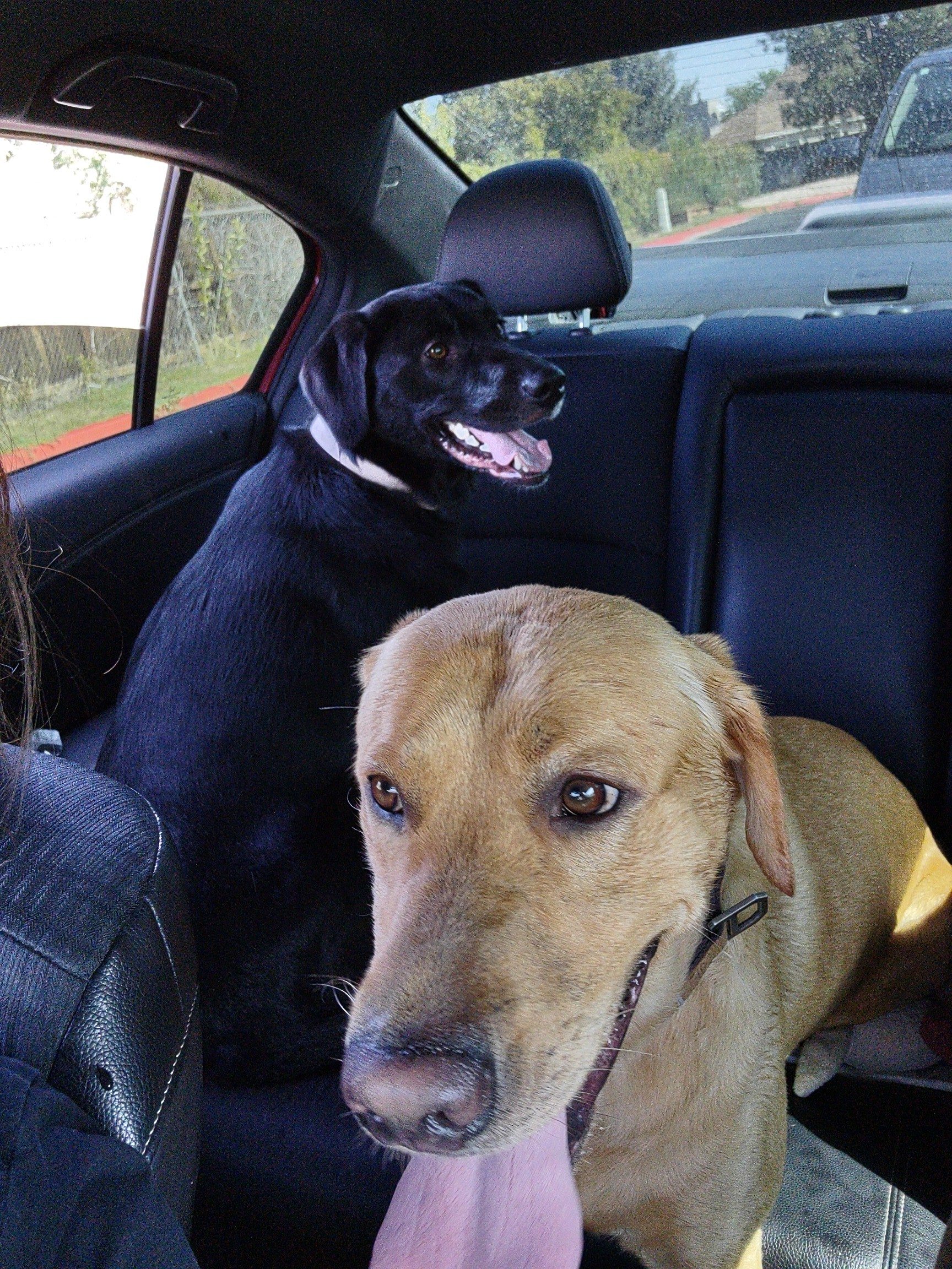 found dogs in Cottonwood Heights SaltLakeCity