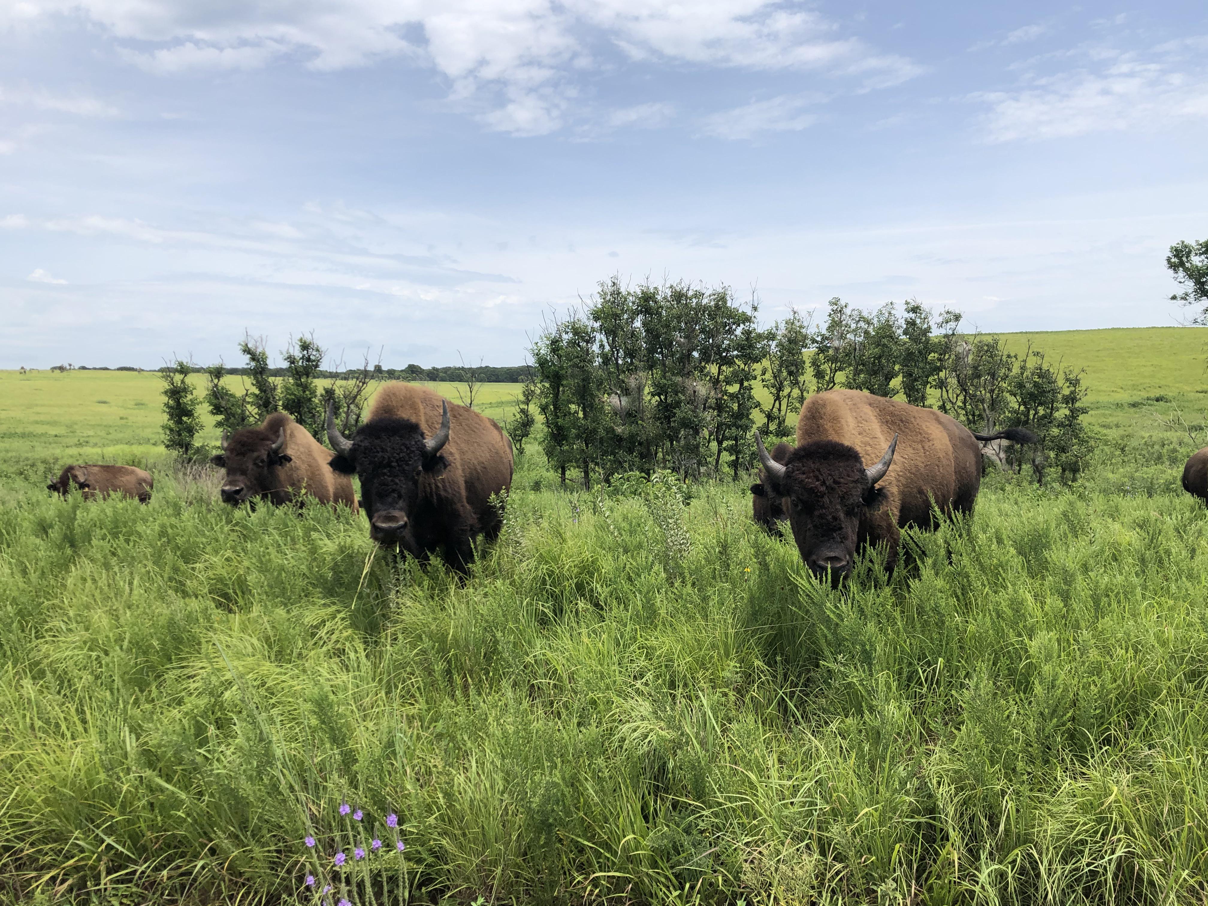 Tallgrass Prairie Preserve, Pawhuska, Oklahoma r/pics