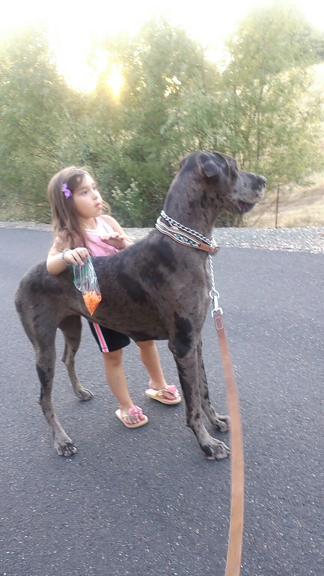 Danes are so good to their human babies. I love this dog so much. r/greatdanes