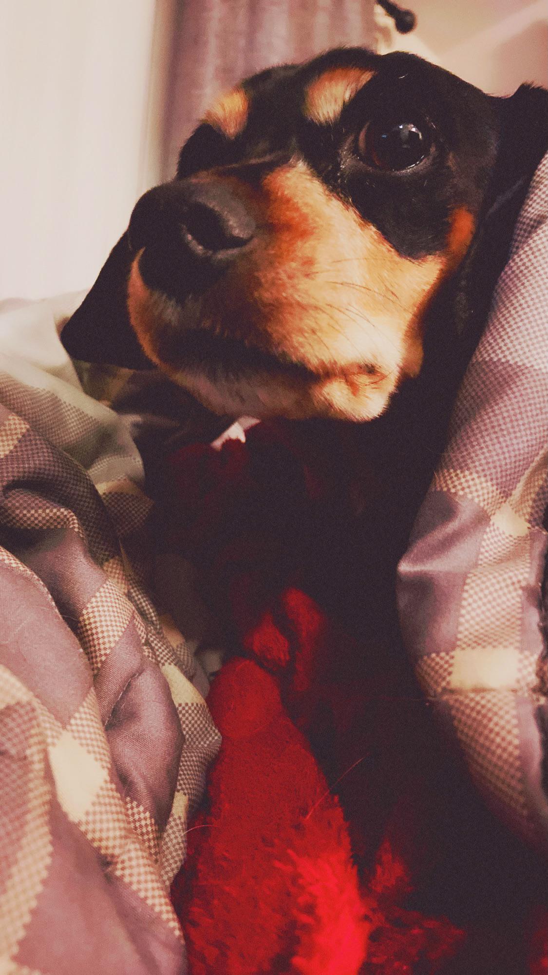 My minpin loves to be under covers r/minpin