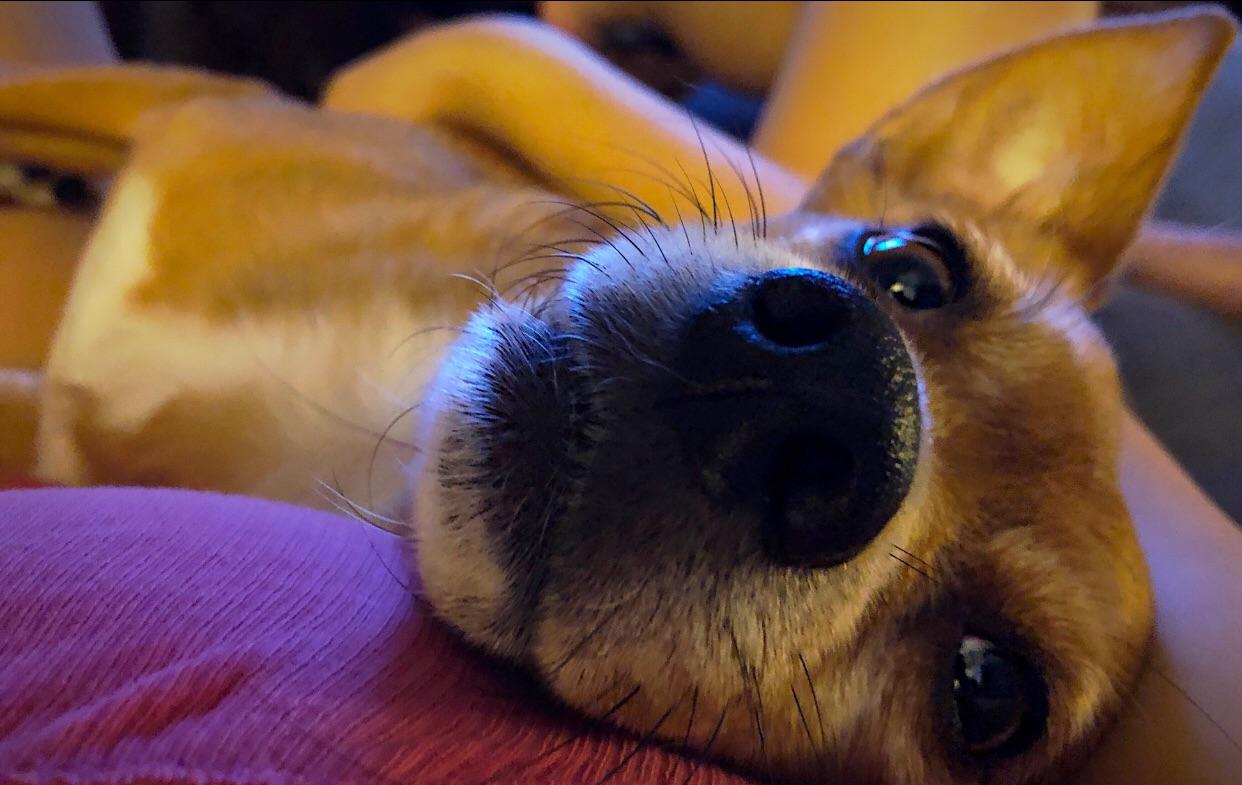 The way my dog looks at me... r/aww