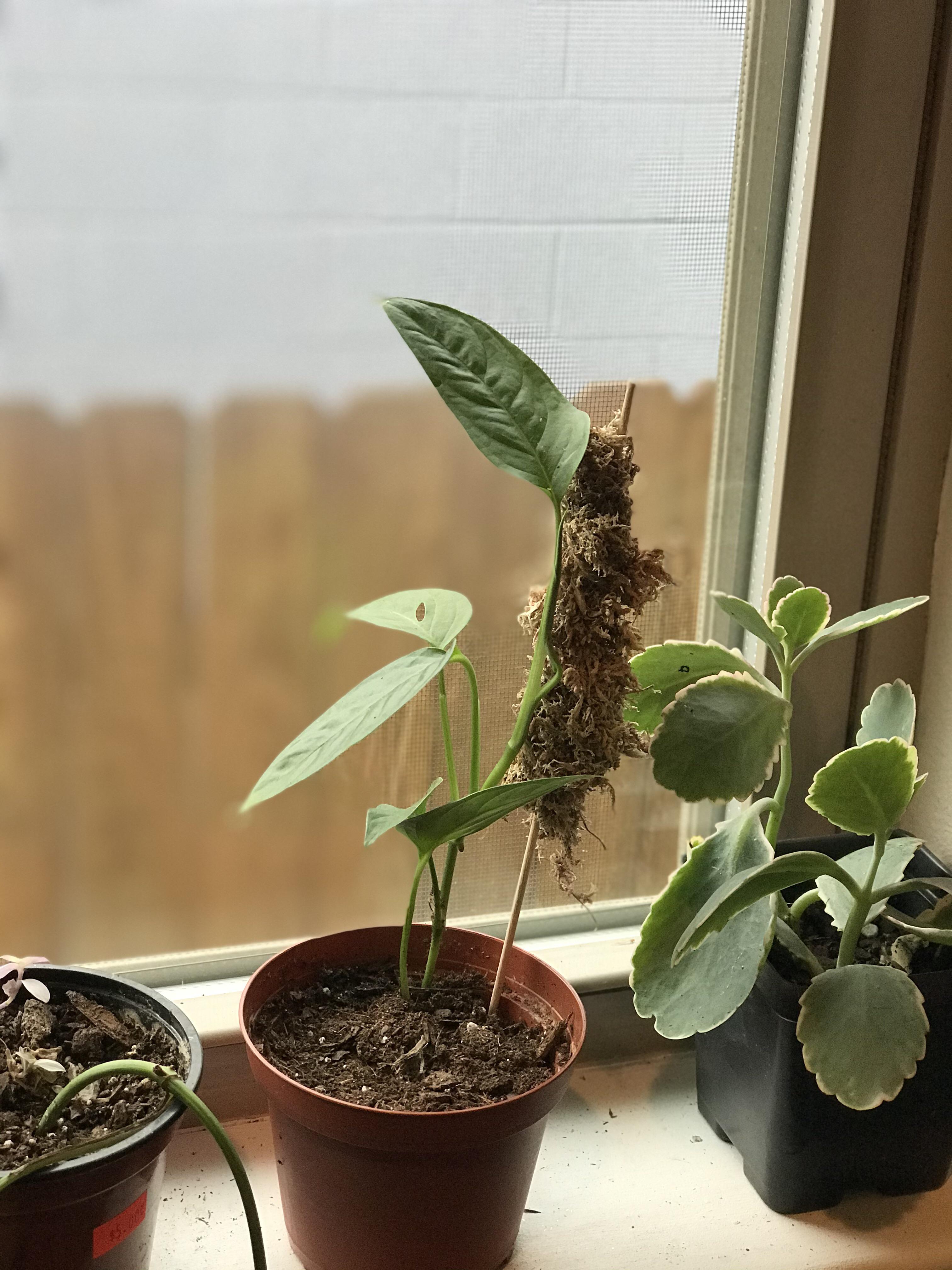 Look at this tiny, dumb moss pole I made for my Swiss cheese plant