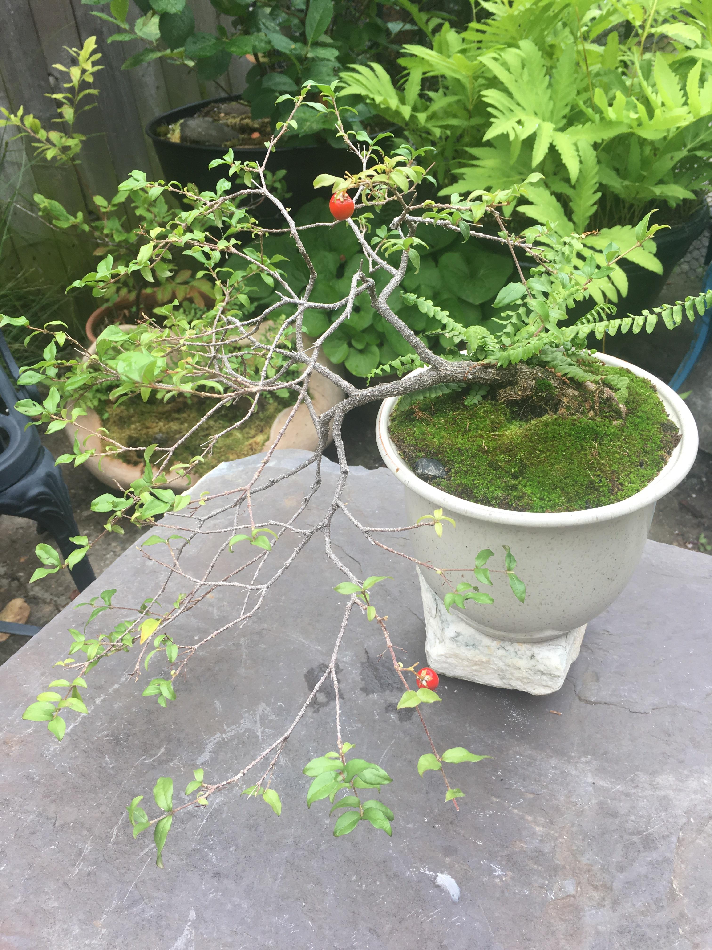 My 11 year old Barbados Cherry gave two small cherries this year. Bonsai