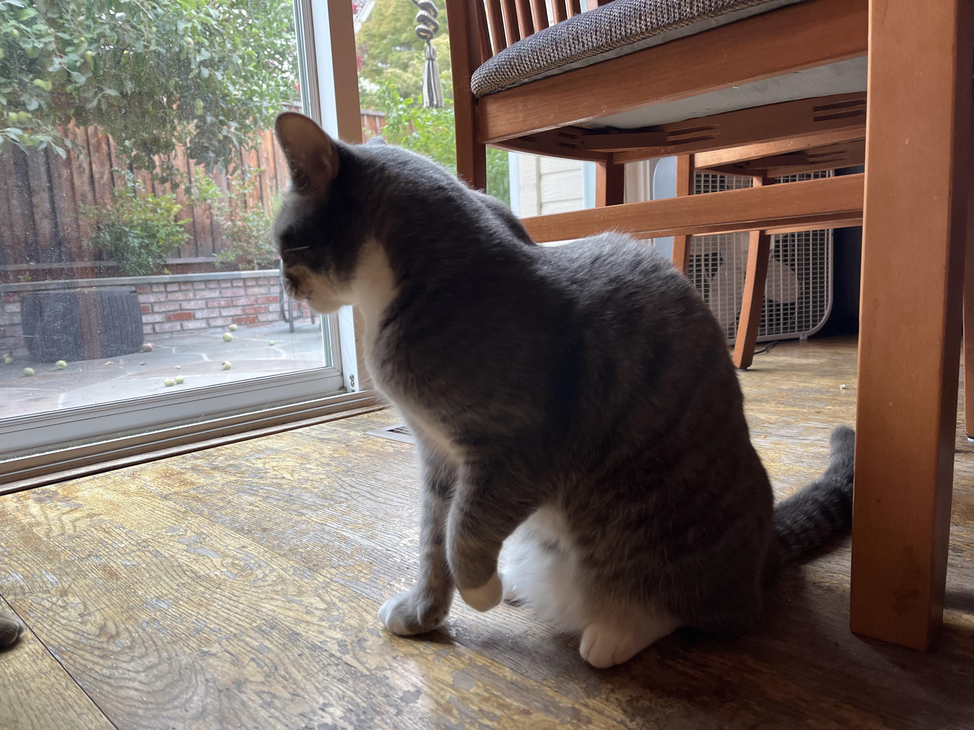 This is Dime. In the past two years he’s had worms, been locked outside