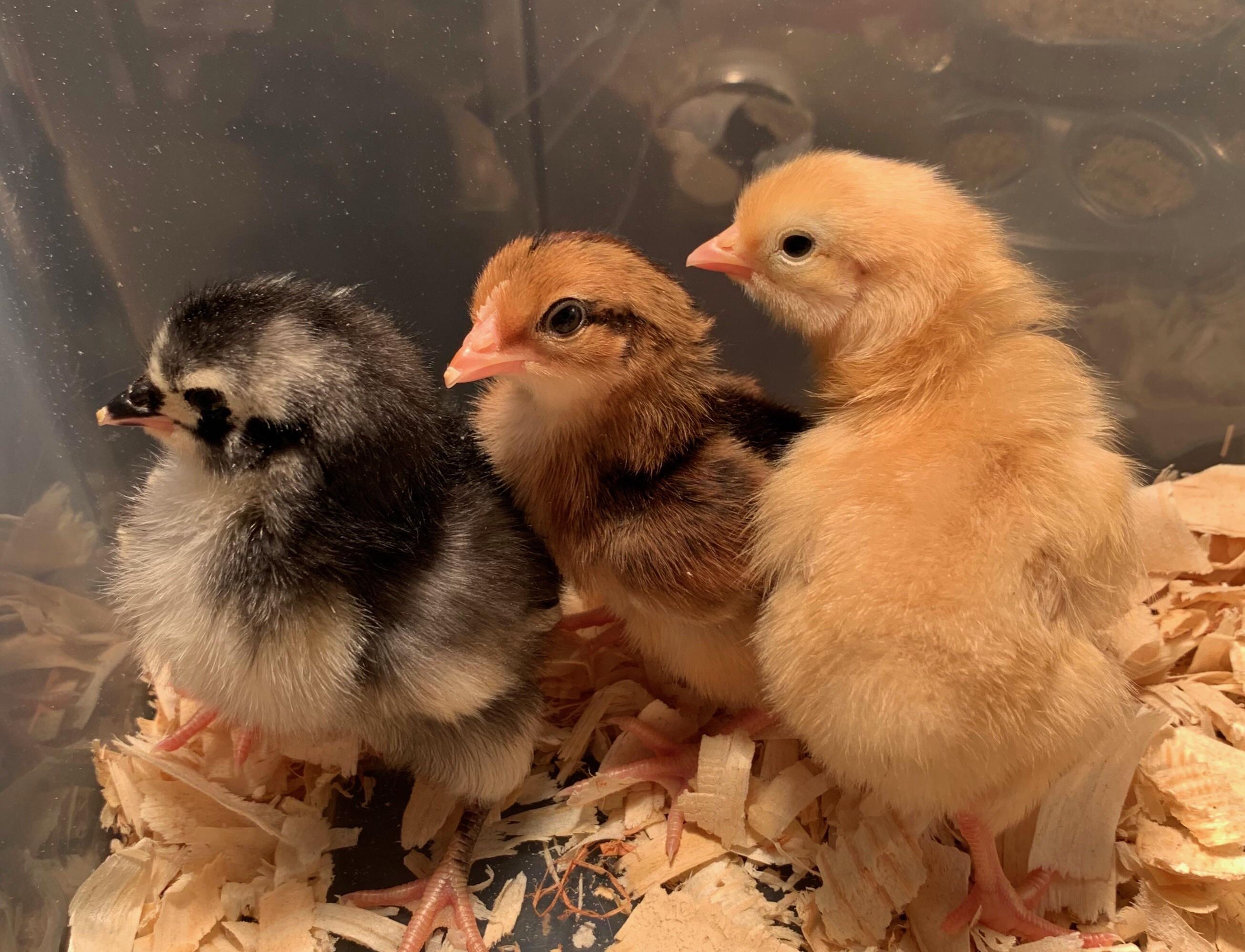 I went to Atwood’s for chicken feed. Came home with the feed and these