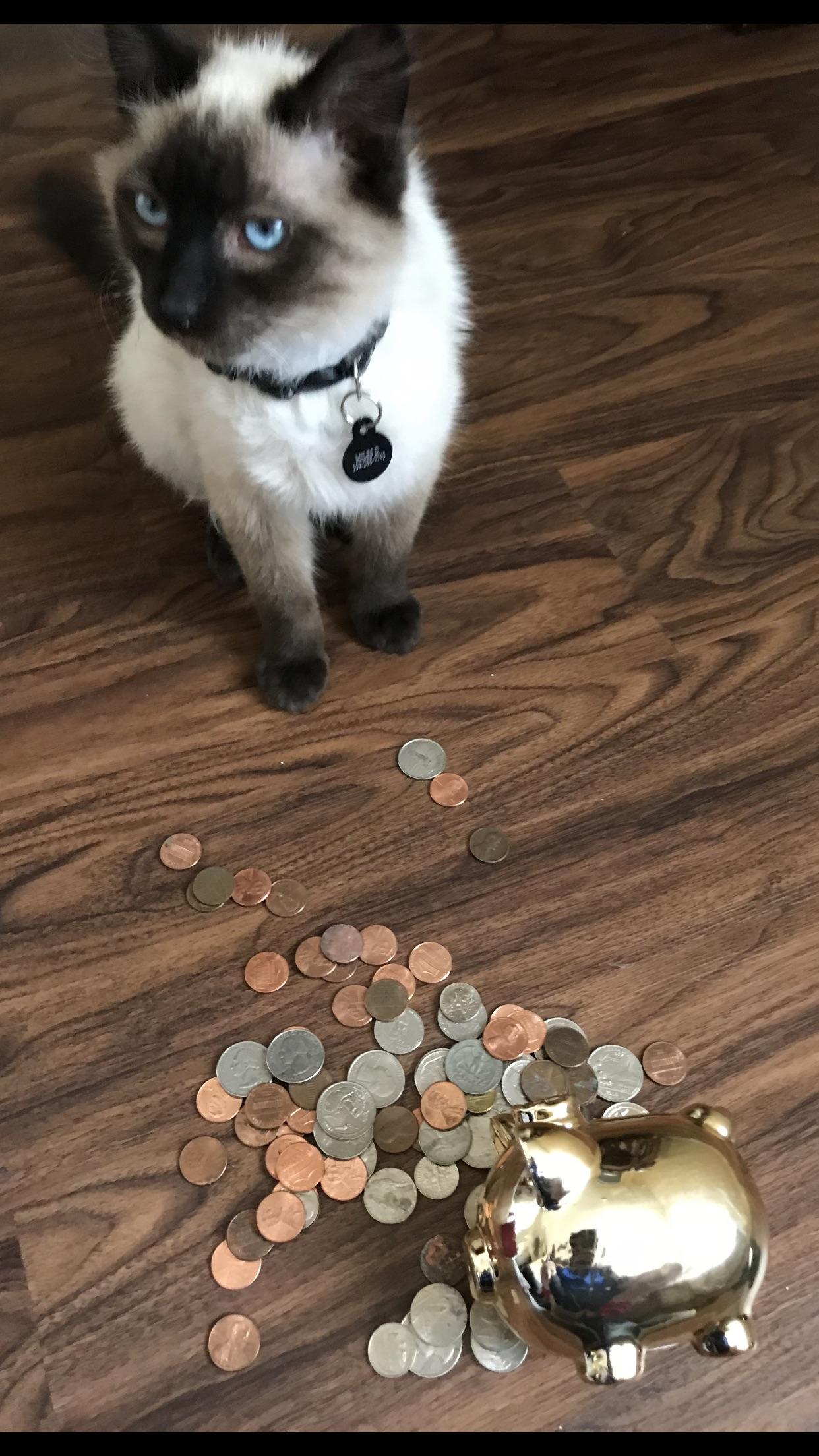 He’s the best indoor outdoor cat. Miles Delano. r/Siamesecats