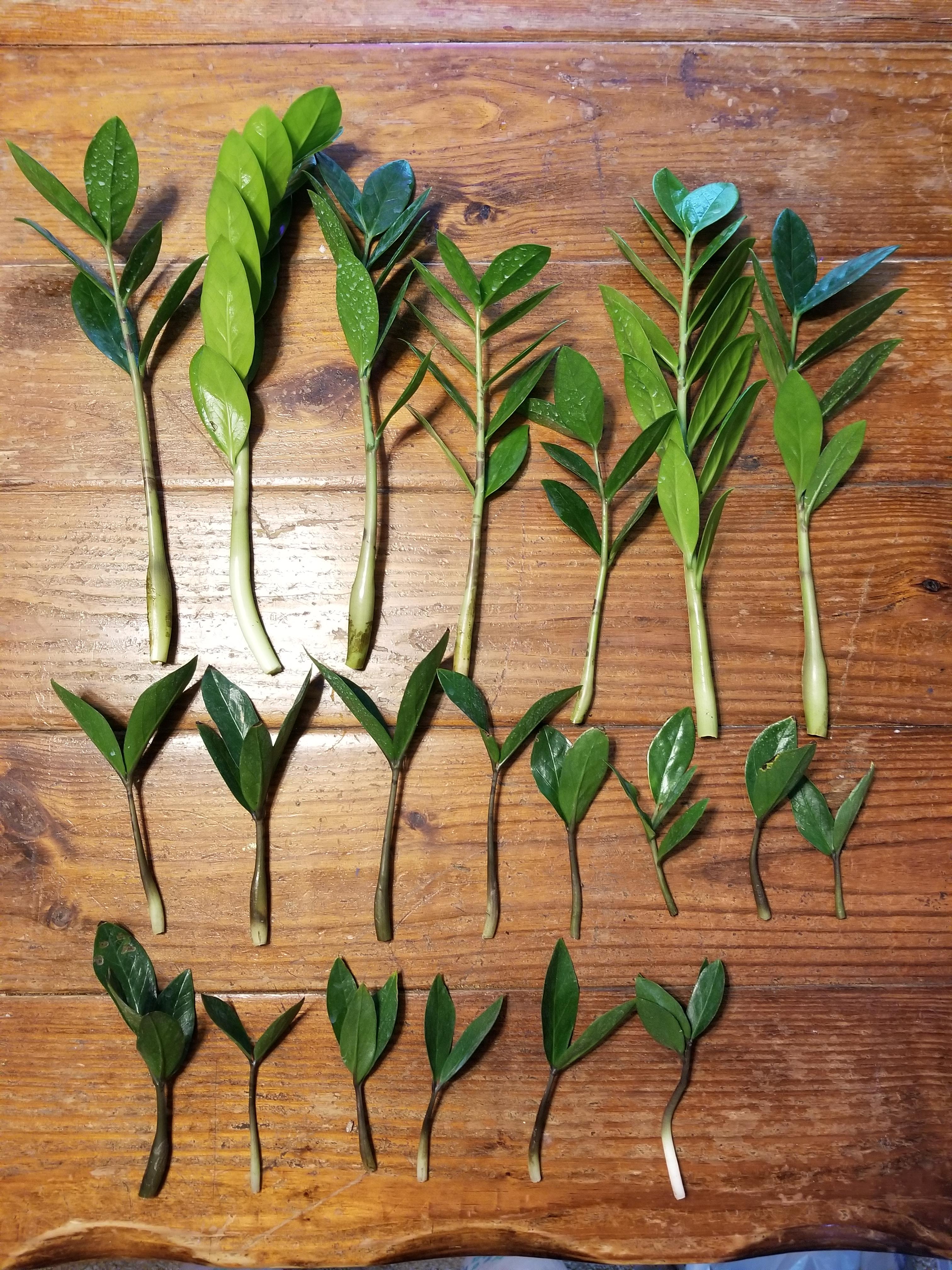 Trying to prop me some zz plant. r/gardening