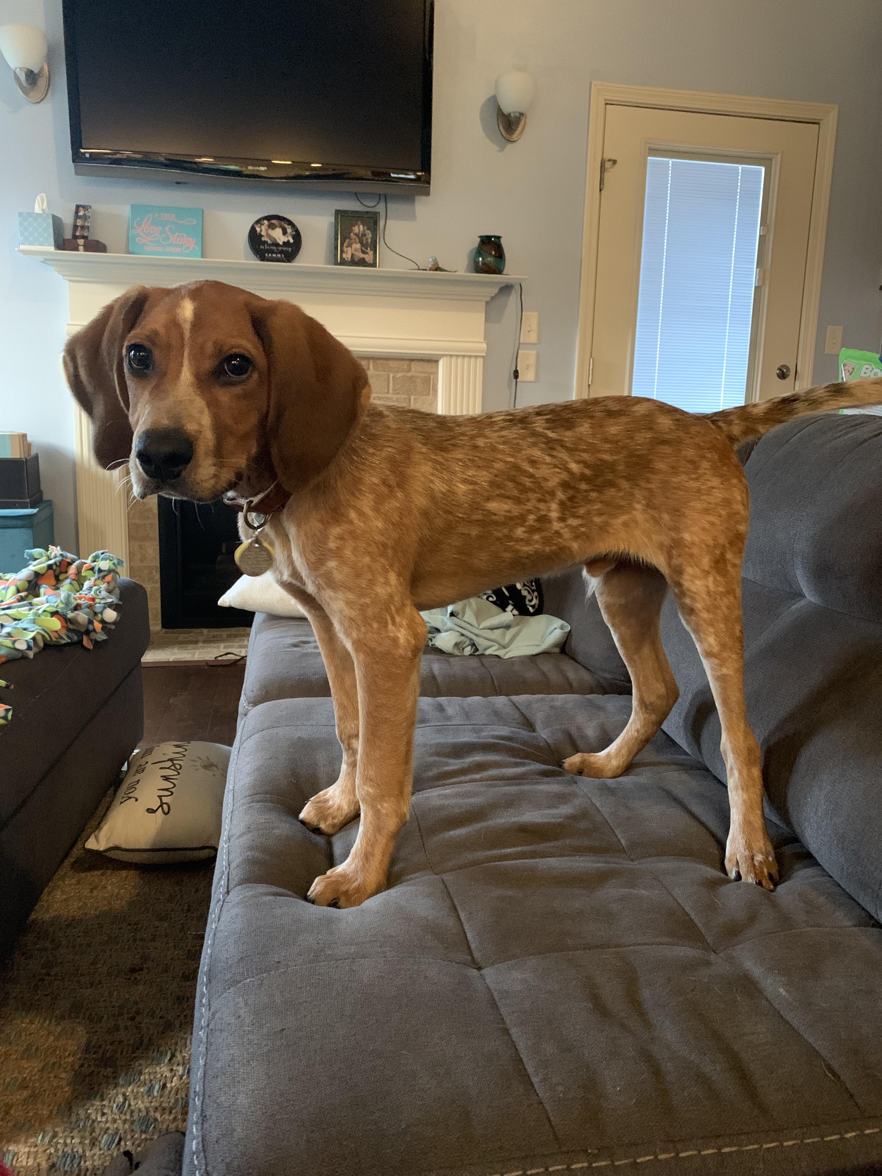 This is Brooks 1/2 Bluetick Coonhound, 1/2 Golden Retriever coonhounds