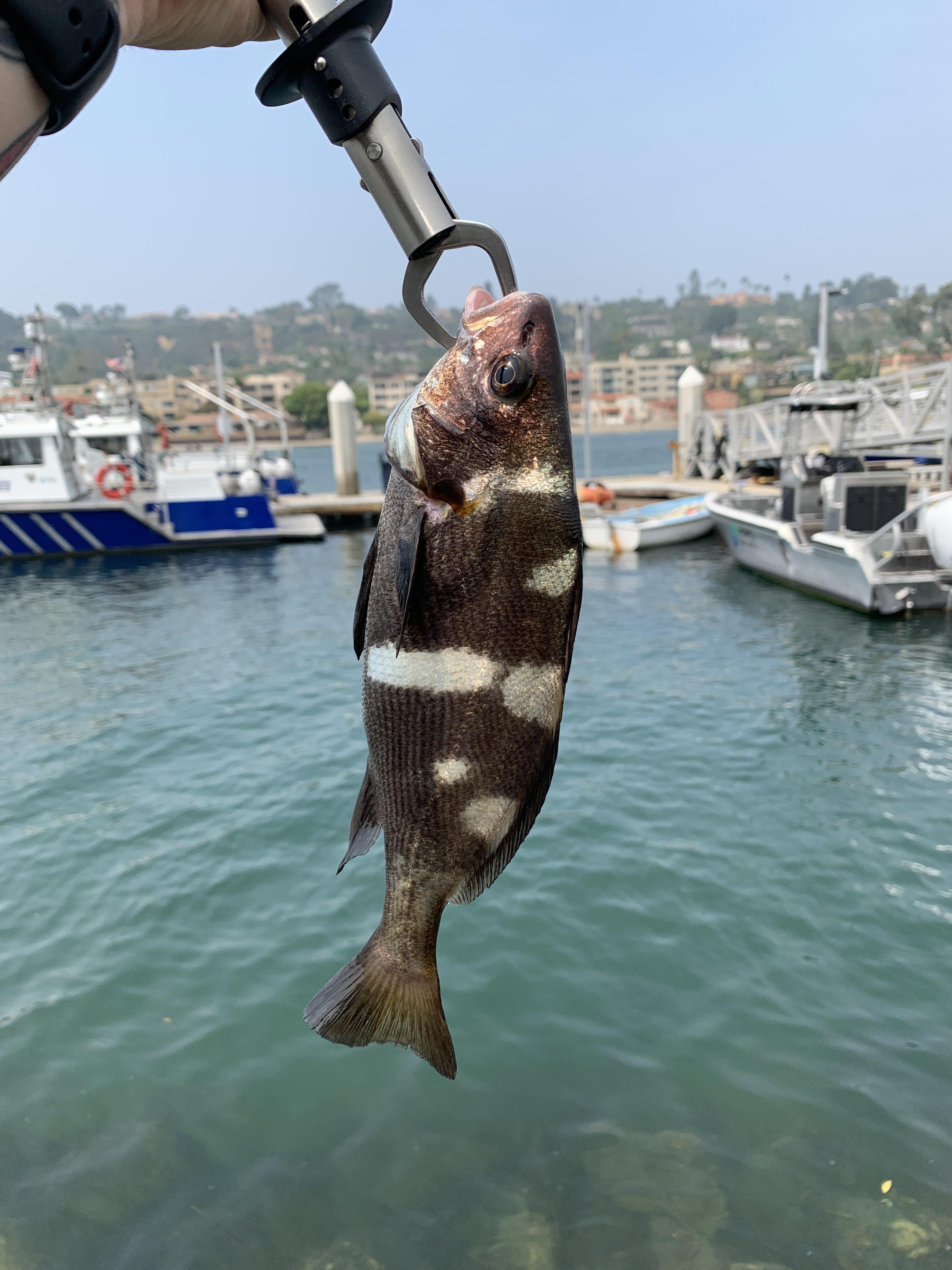 Can anyone identify this fish? (San Diego Bay) r/FishingForBeginners