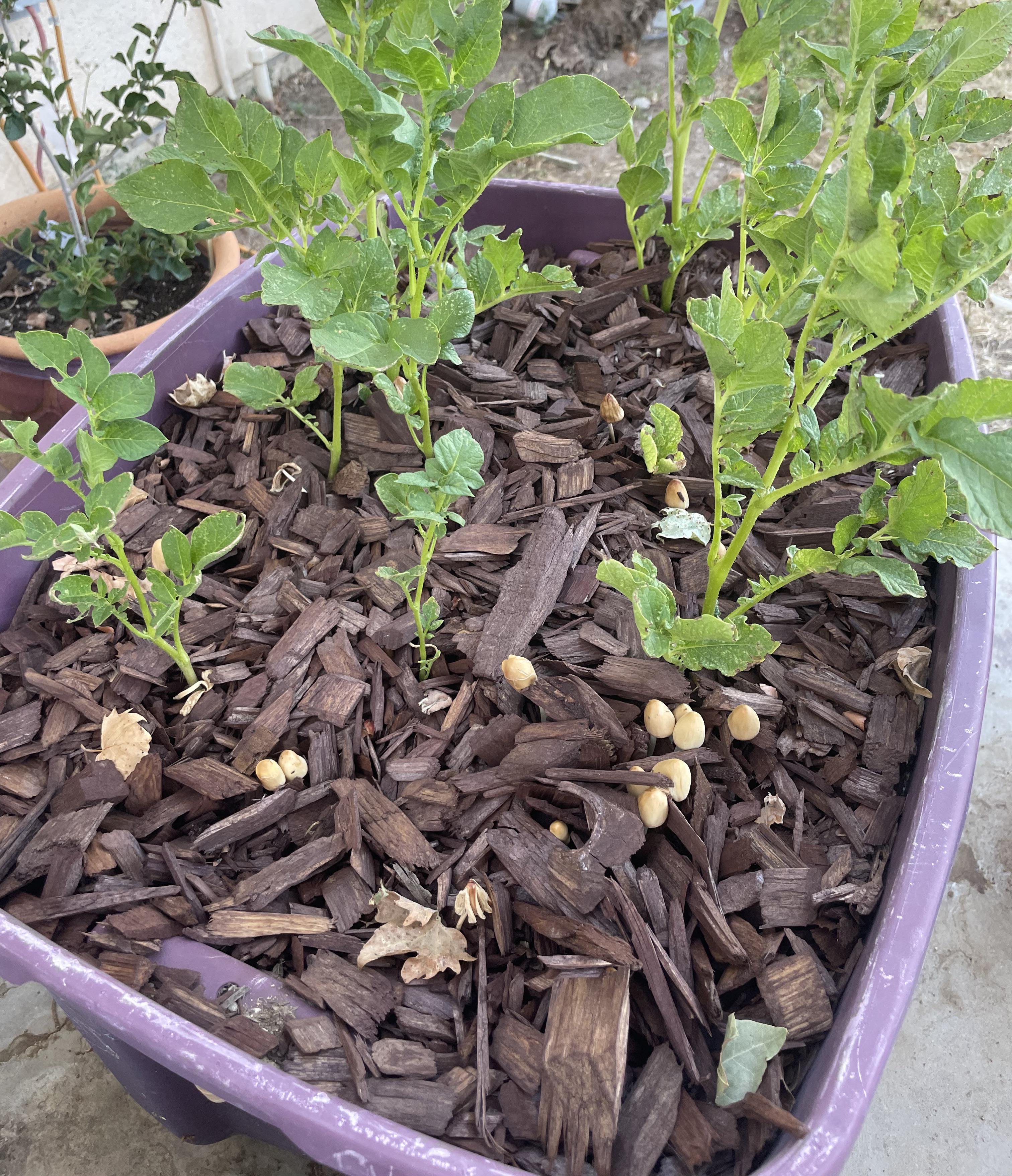 What are these mushrooms growing with my potatoes and should I be