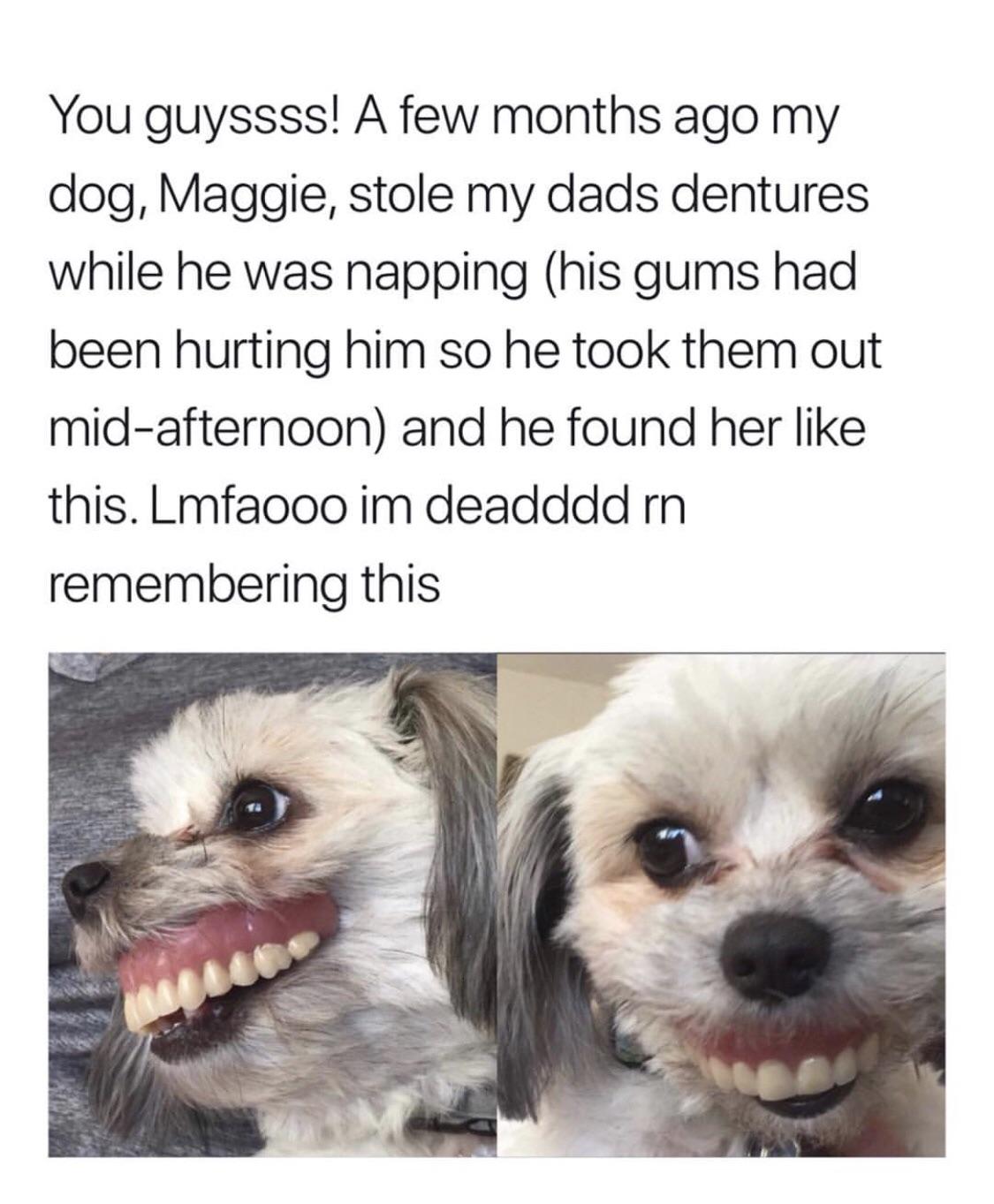 thatHappened Dog steals owner’s dentures