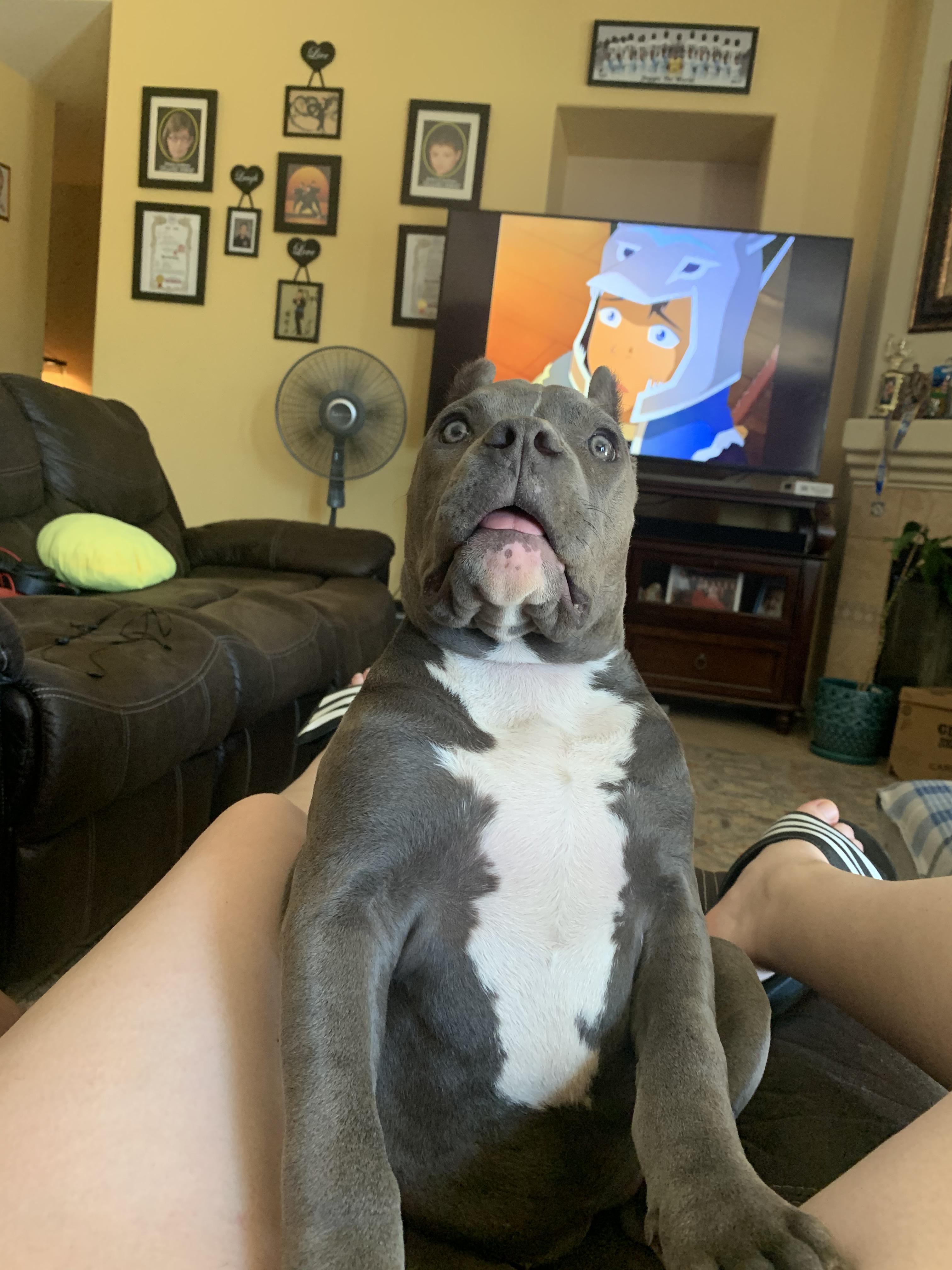 why does my dog look like this funny