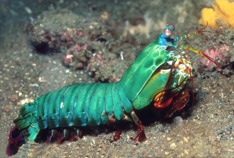🔥 Mantis Shrimp are also known as "thumb splitters" because of the