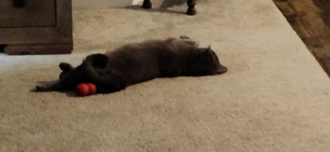 My cat just laying by my dog's done... r/unintentionallydirty