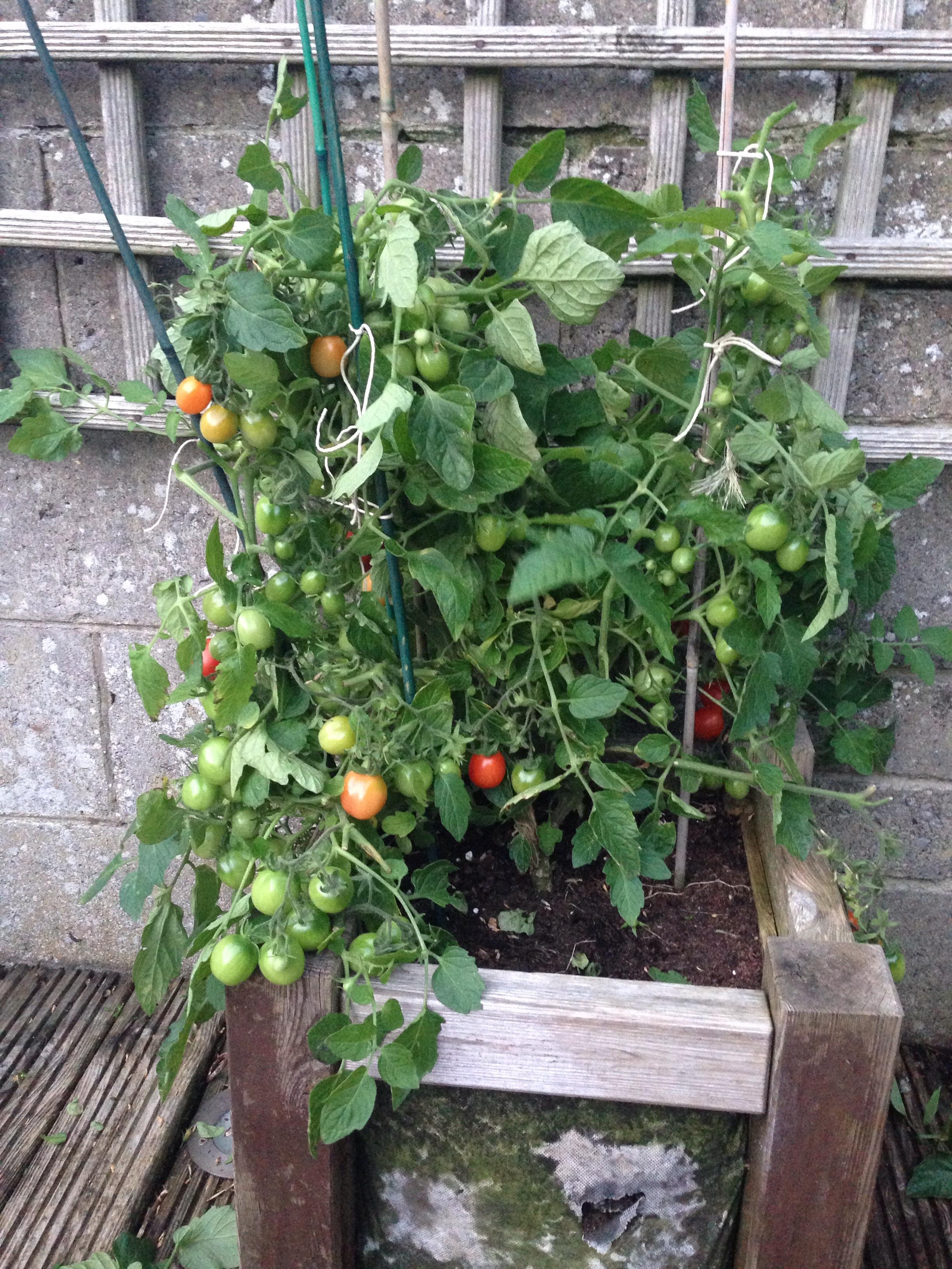 Our monstrous baby tomato plant 😃🍅, I posted it to r/plants but I