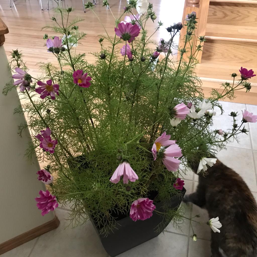 First time growing cosmos in a pot and in Canada zone 3b; they are
