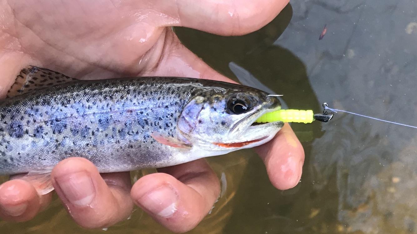 Wild rainbow trout on a trout r/MicroFishing