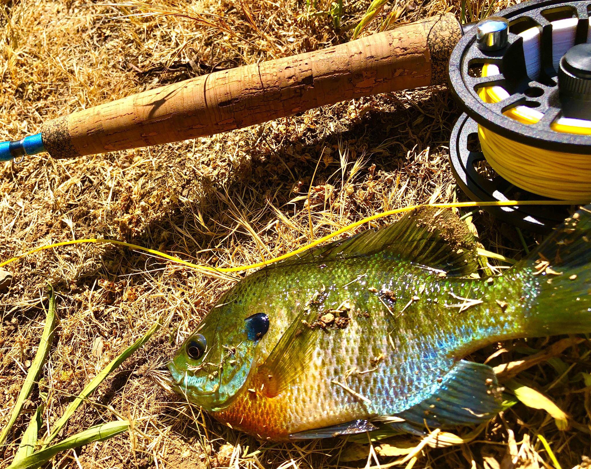 Caught some bluegills on the fly yesterday near Eugene, Oregon. Rod and