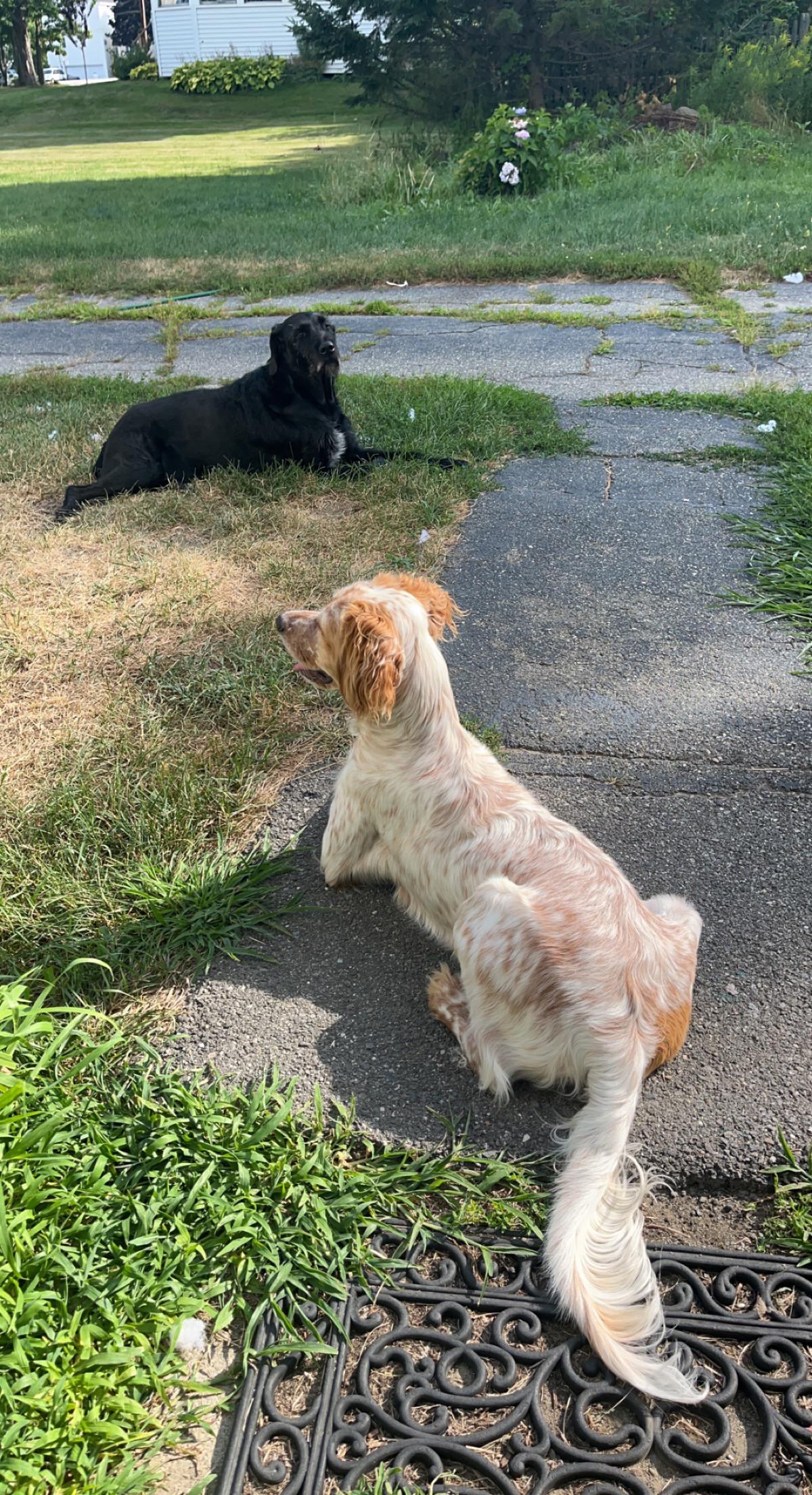 When did your pup have her first heat? I know it varies by dog, but I