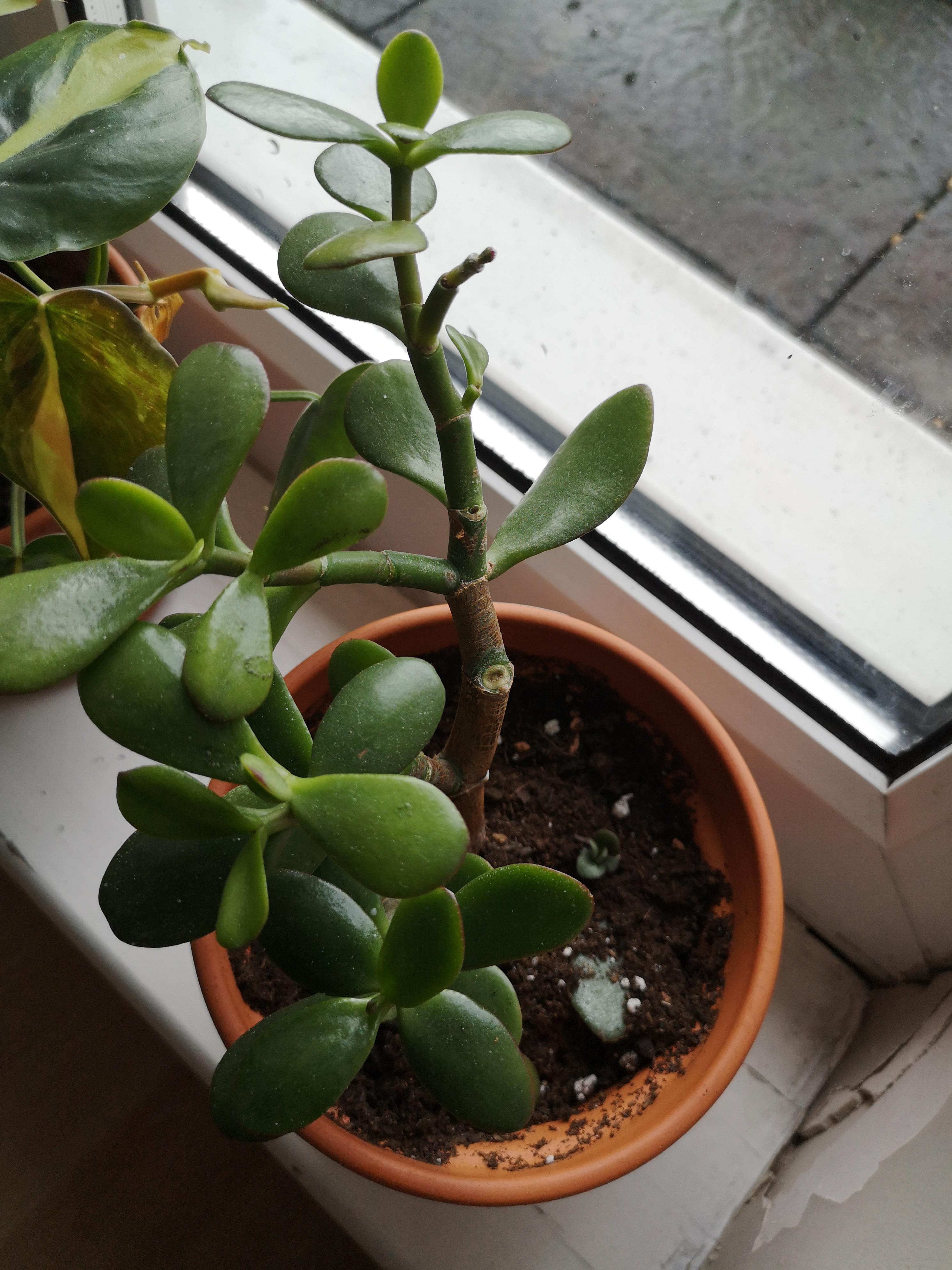 Help. Jade plant losing a lot of leaves and also accidentally got