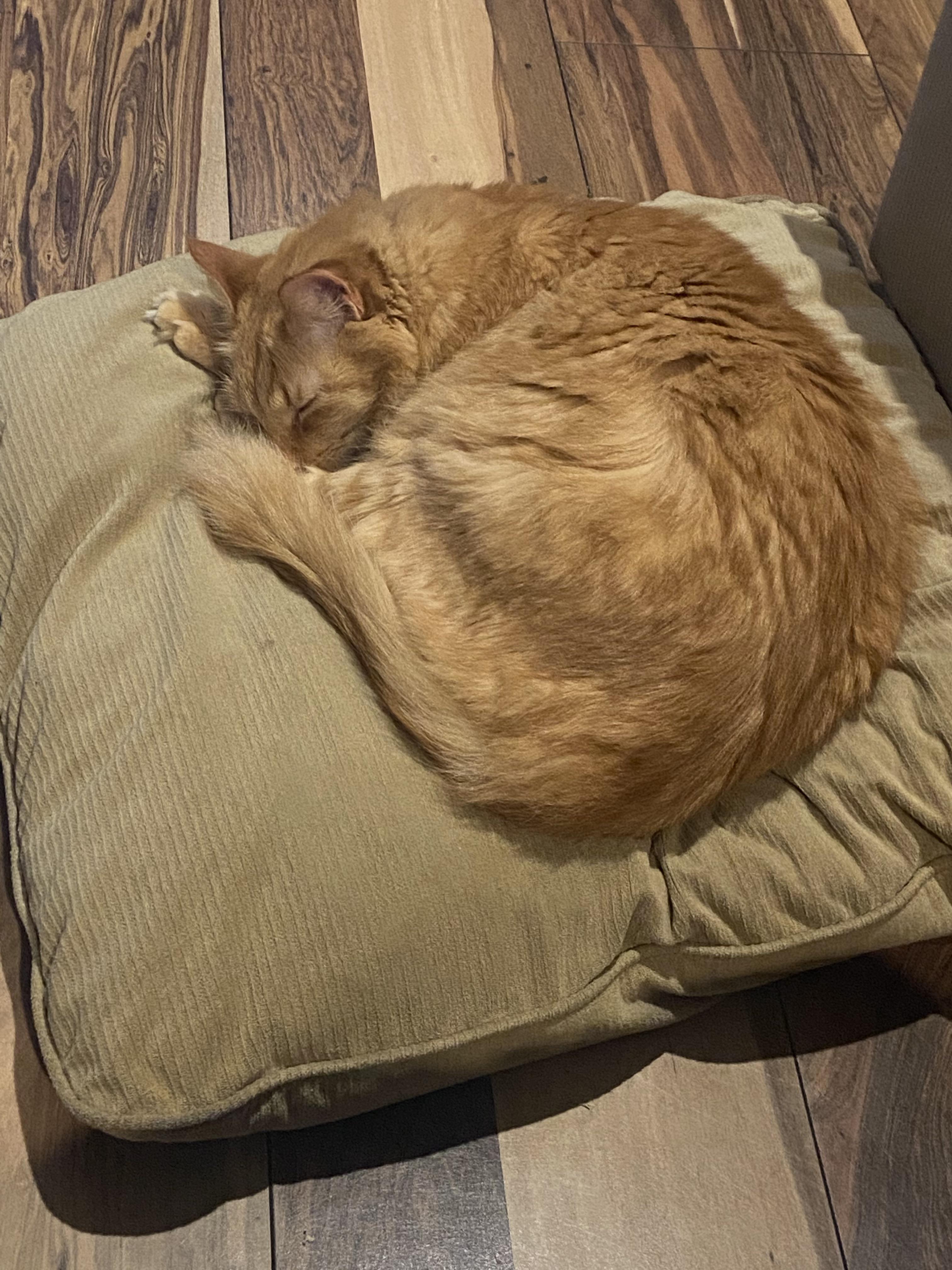 Pillow fell off the couch. Teddy has claimed it. r/TheCatTrapIsWorking