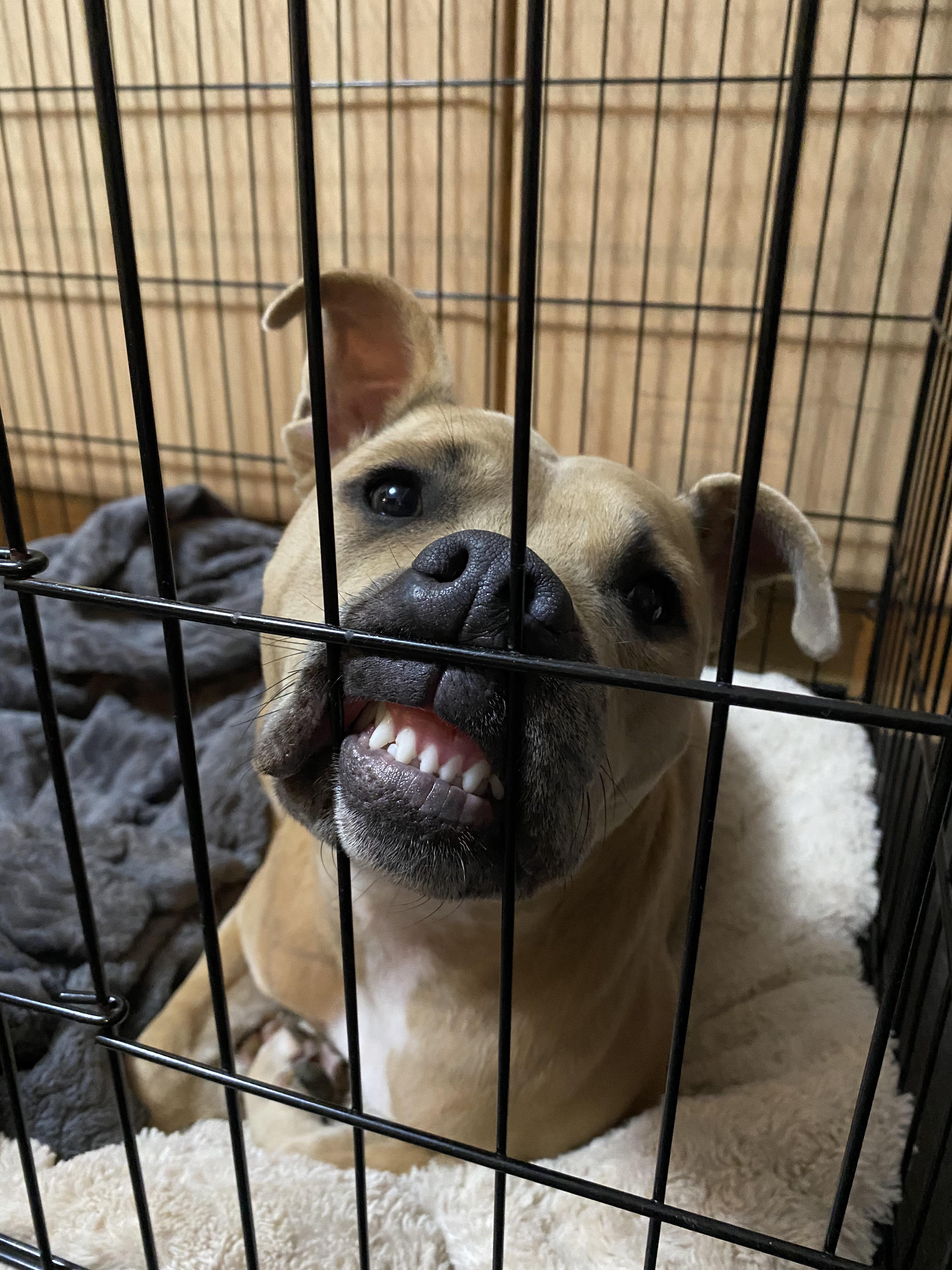 I was putting the dogs to bed, and turned around to see this r/funny