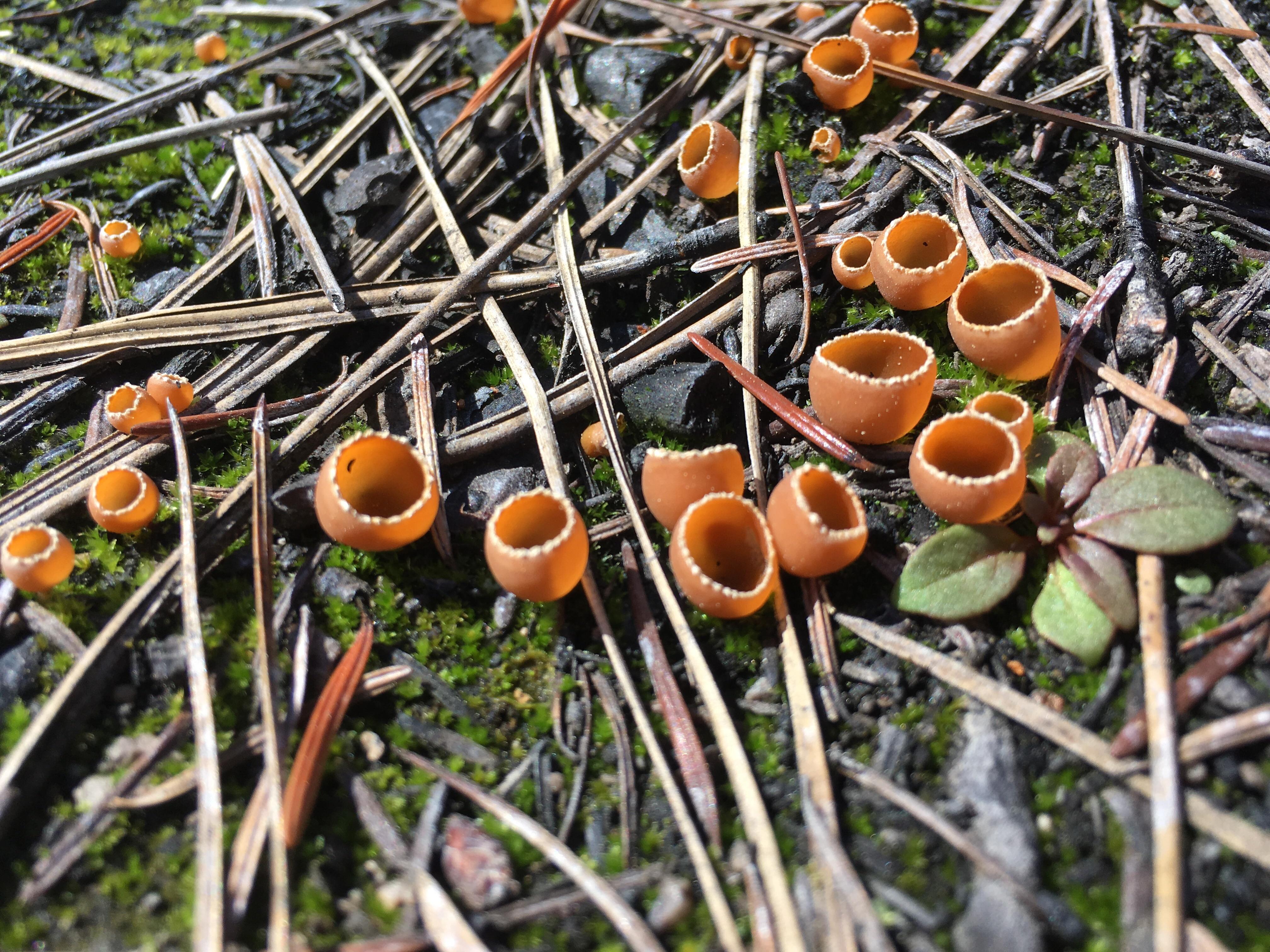 I find these little guys everywhere in burned areas while looking for