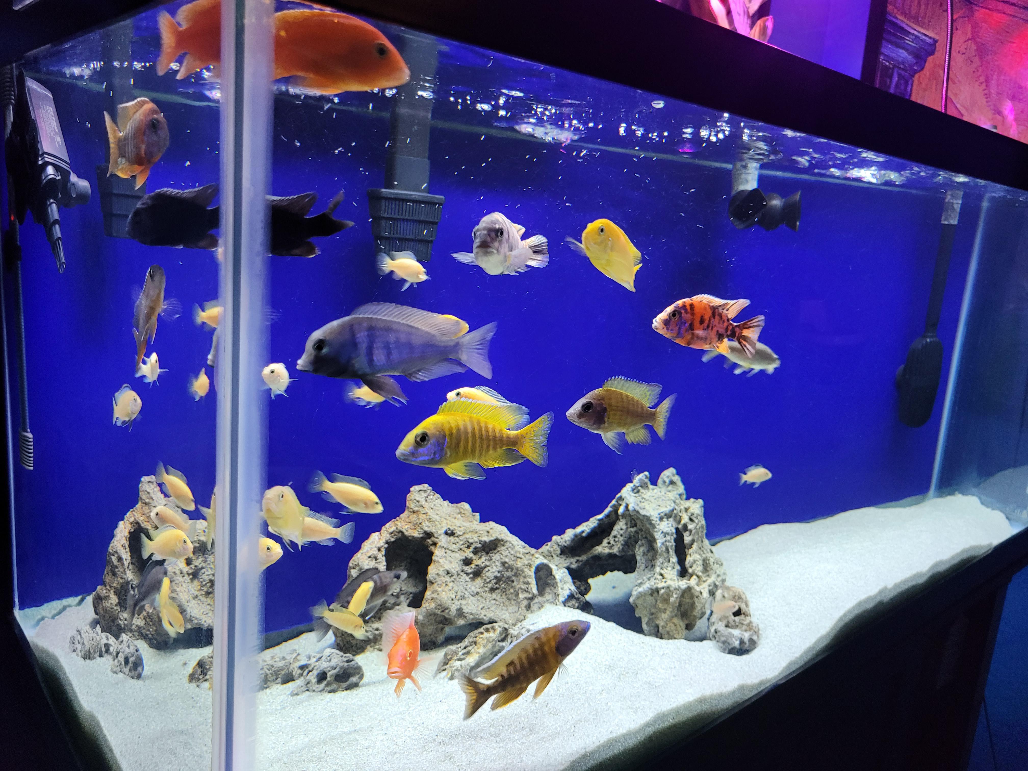 55 Gallon Peacock Cichlid Tank