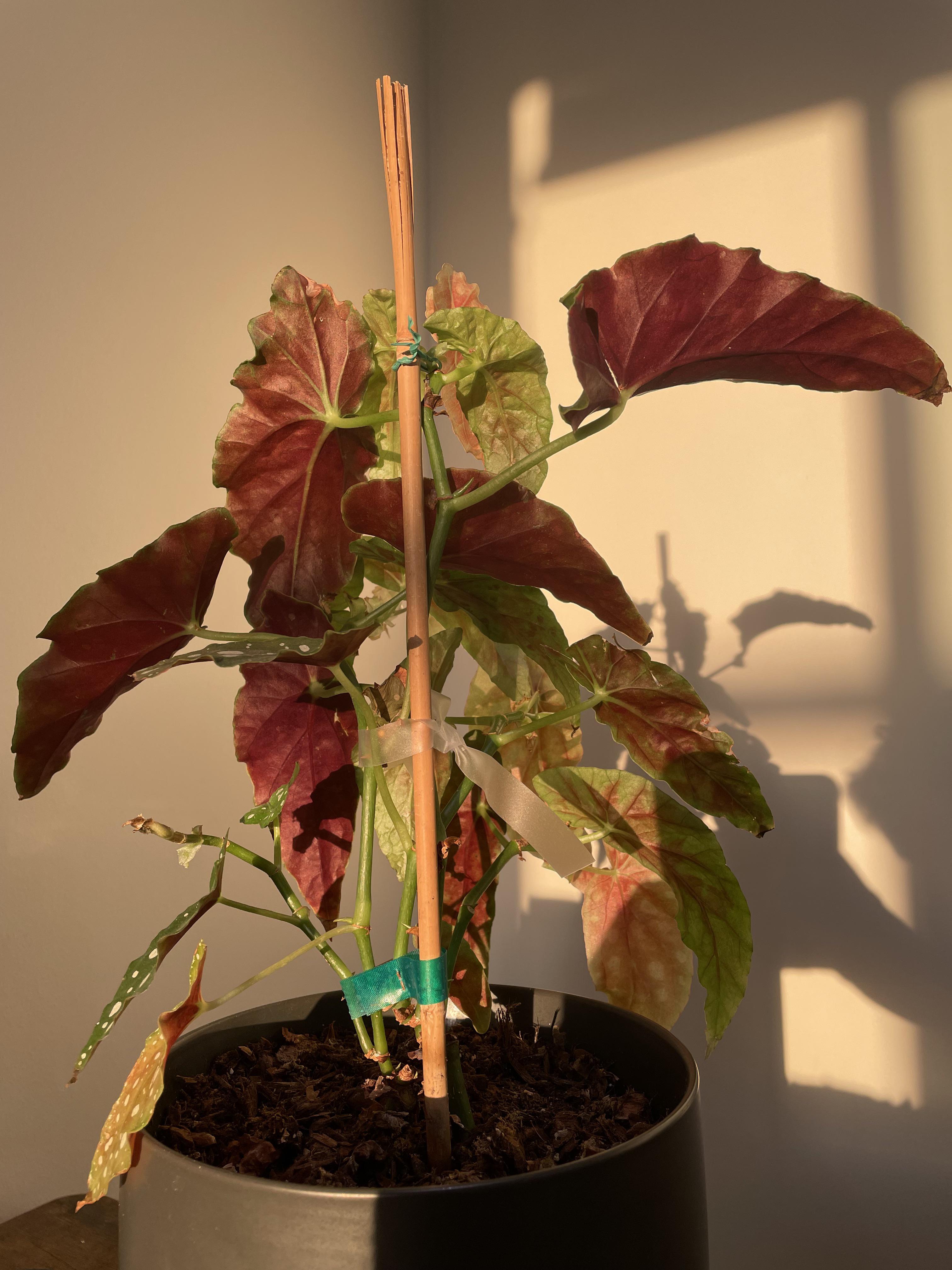 Why are the new leaves that have grown since I bought my begonia not as