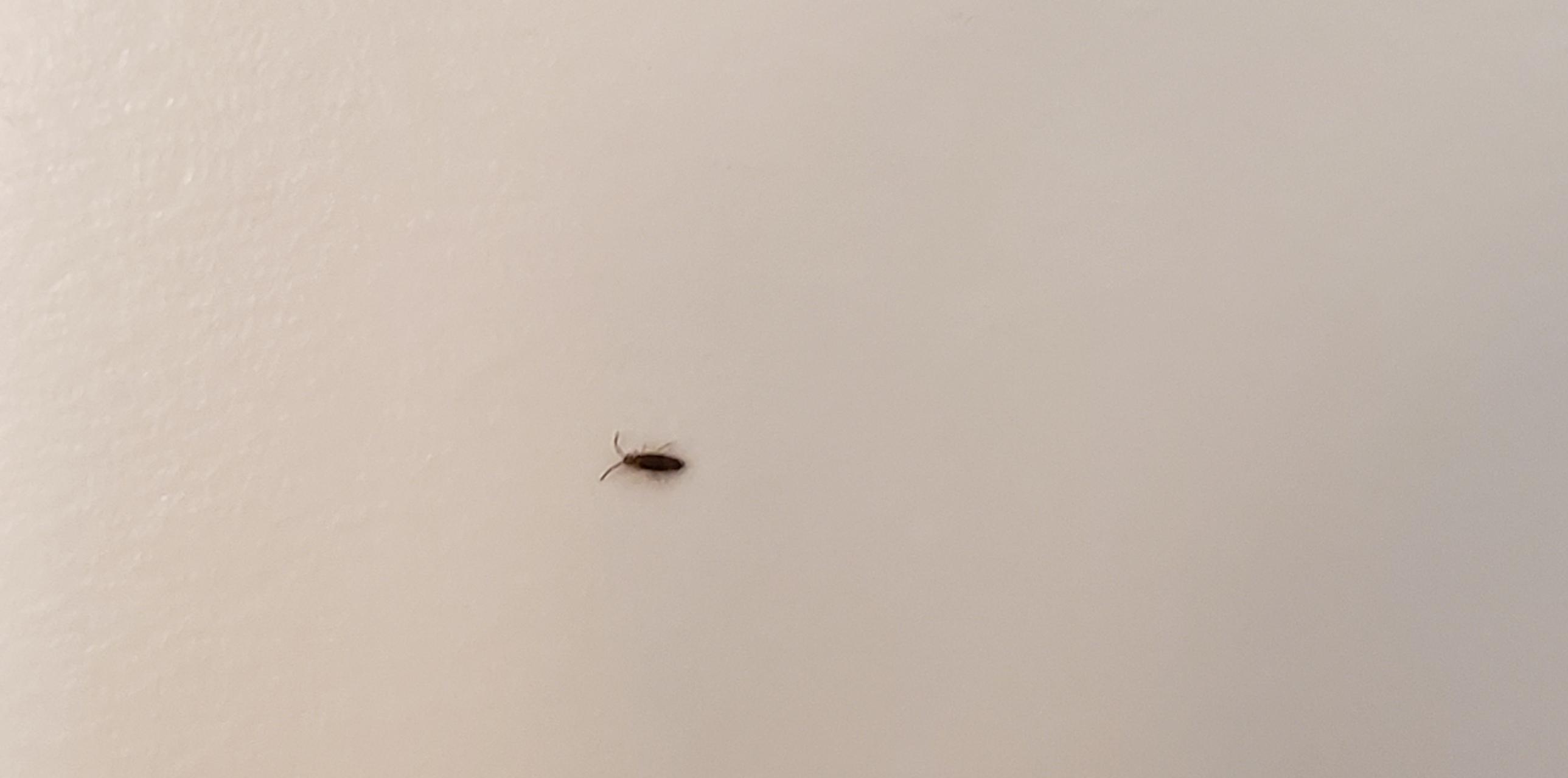 Anyone know what this is!? Coming out of my sink insects