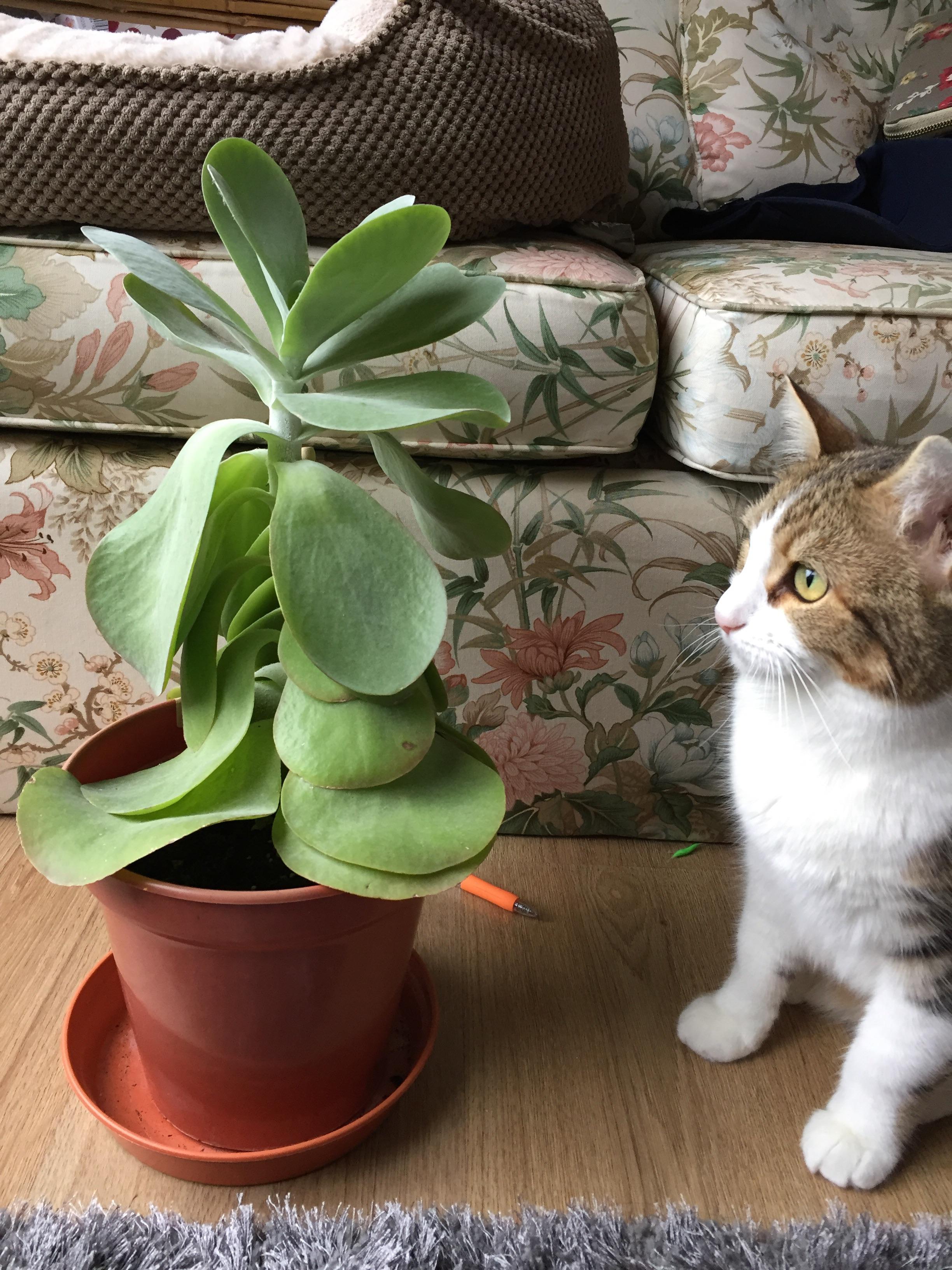 Meet Grandpa 4yo Kalanchoe Thyrsiflora (And Moon, my cat) r/succulents