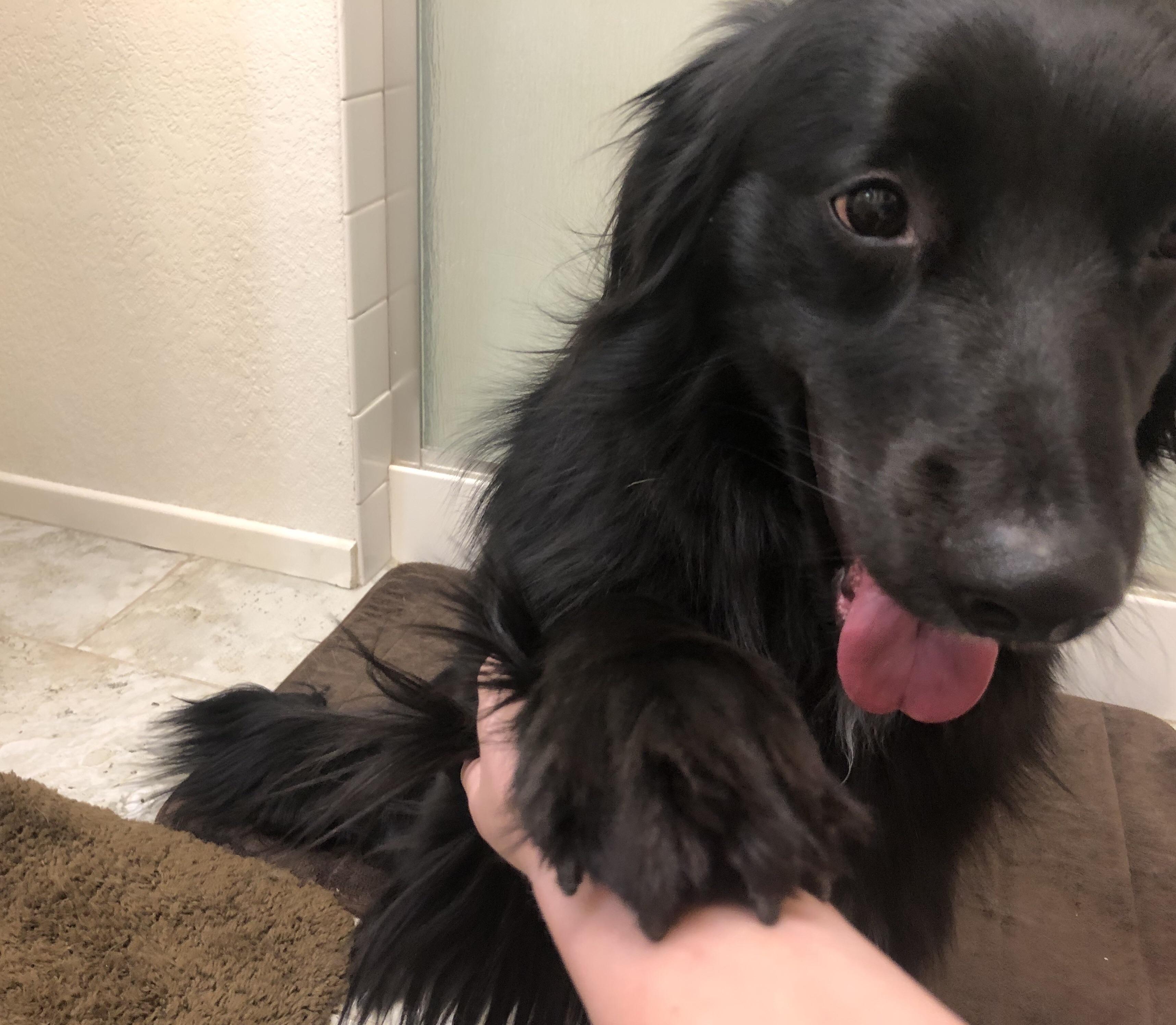 If I’m in the restroom for too long my puppy will start to miss me so