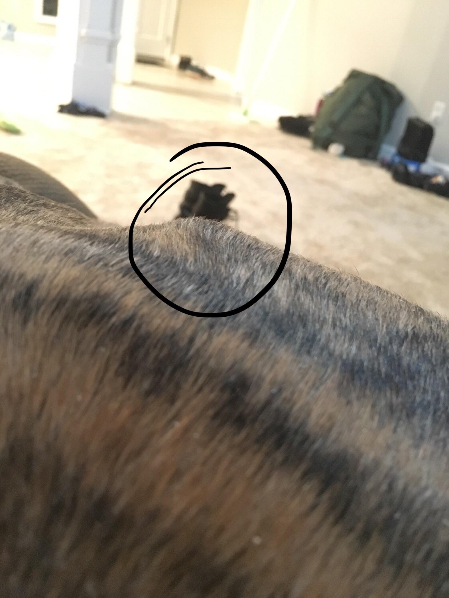 Bump in my dogs back leg. Should I be worried? r/DOG