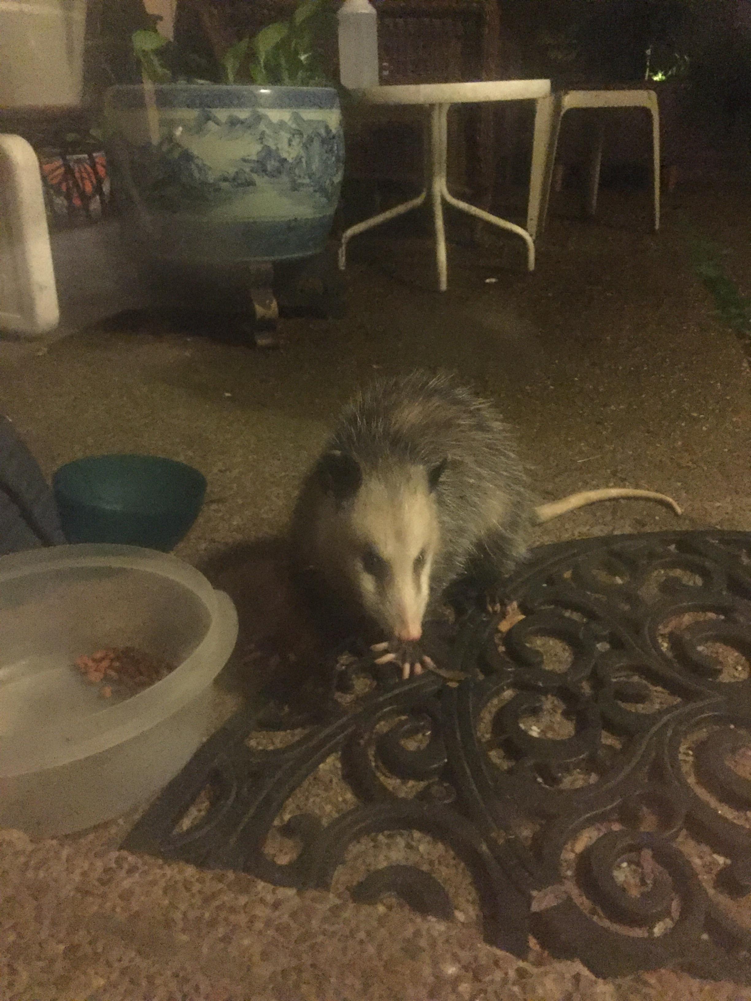 Ok. Now the missing feral cat food makes sense! r/Possums