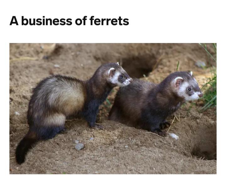 Ferret fact a group of ferrets are called a business. r/ferrets
