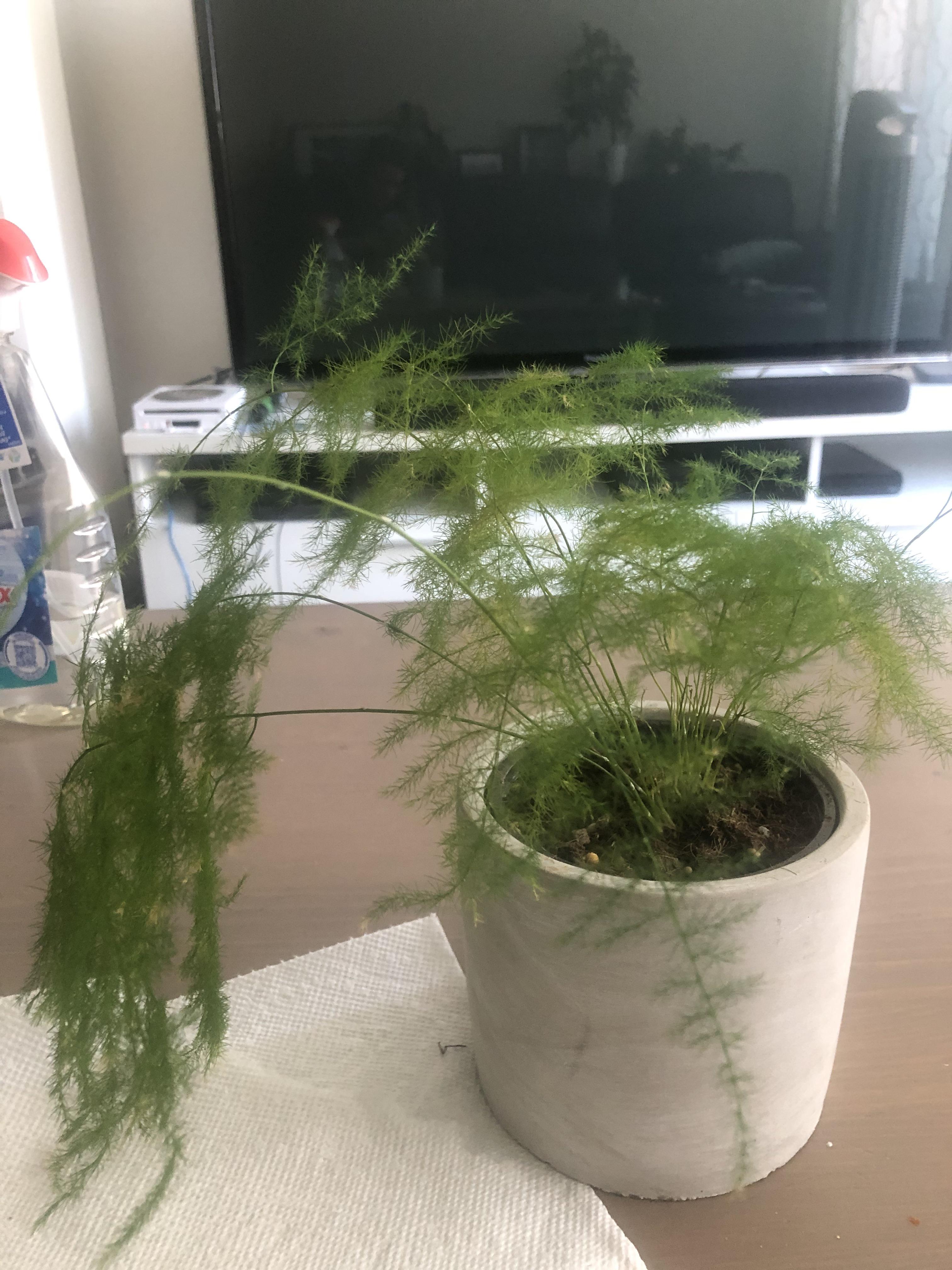 Asparagus fern turning brown my other asparagus fern is thriving