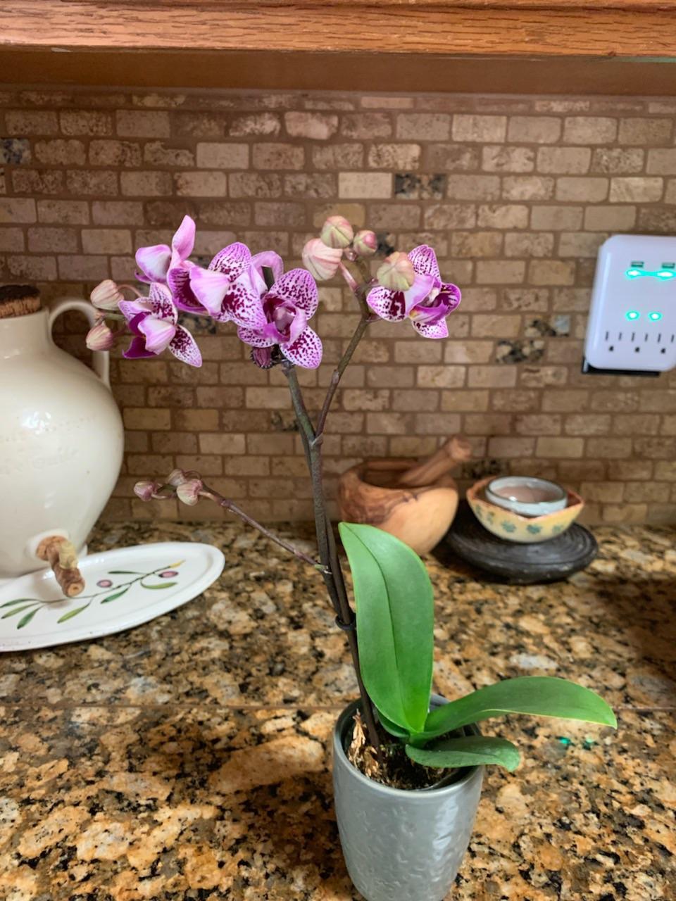Lowes after Mother's Day sale! 😁 r/orchids