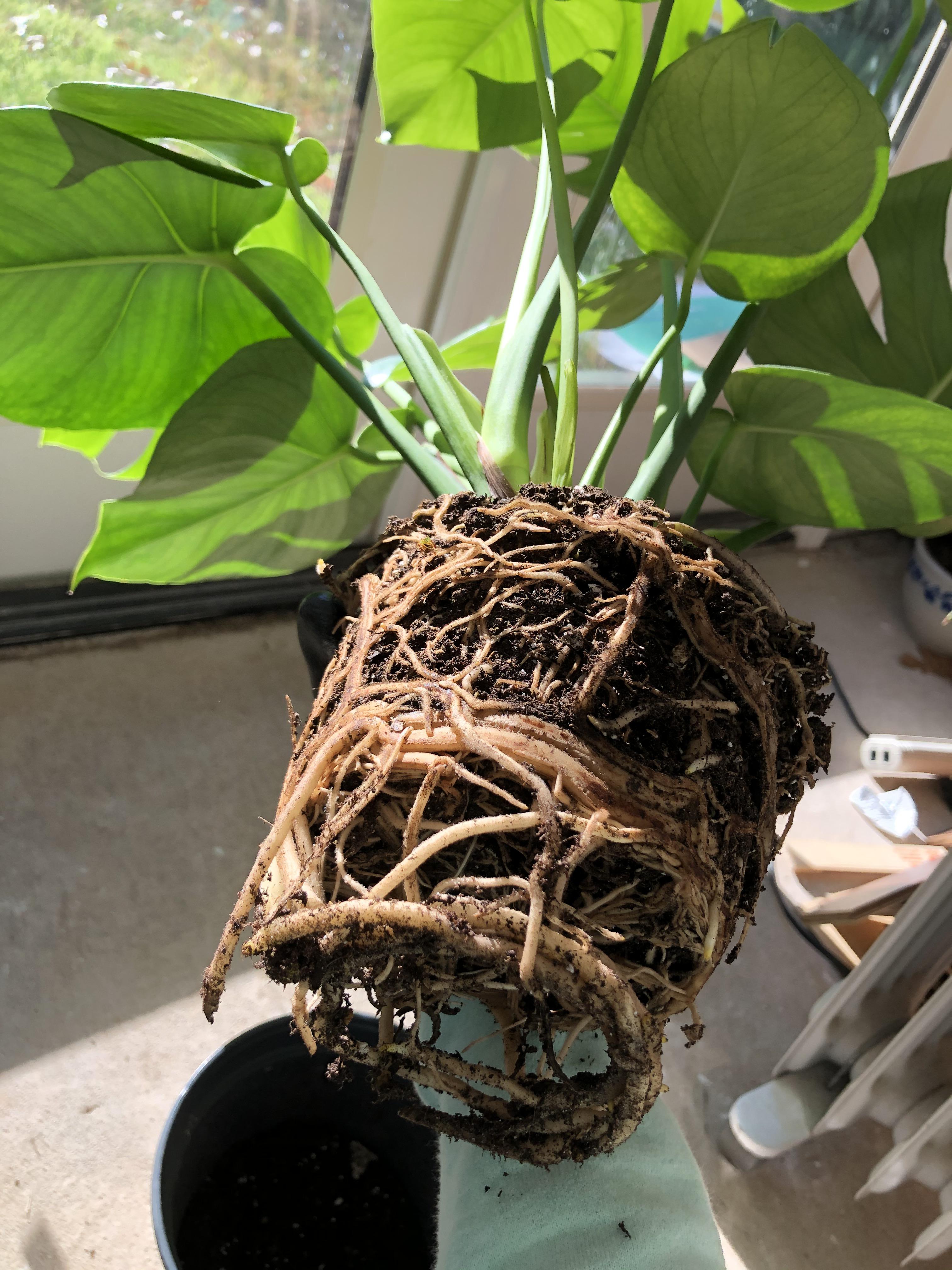 Monstera roots are robust af! r/rootporn