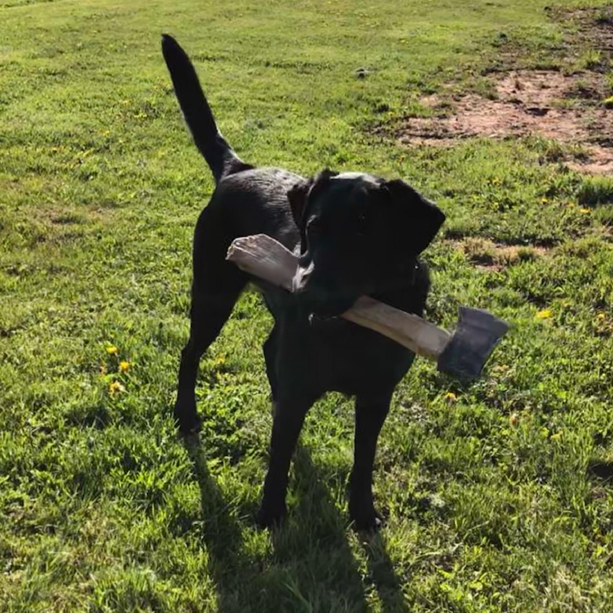 1 1/2 year old Labrador retriever thief r/Dogtraining