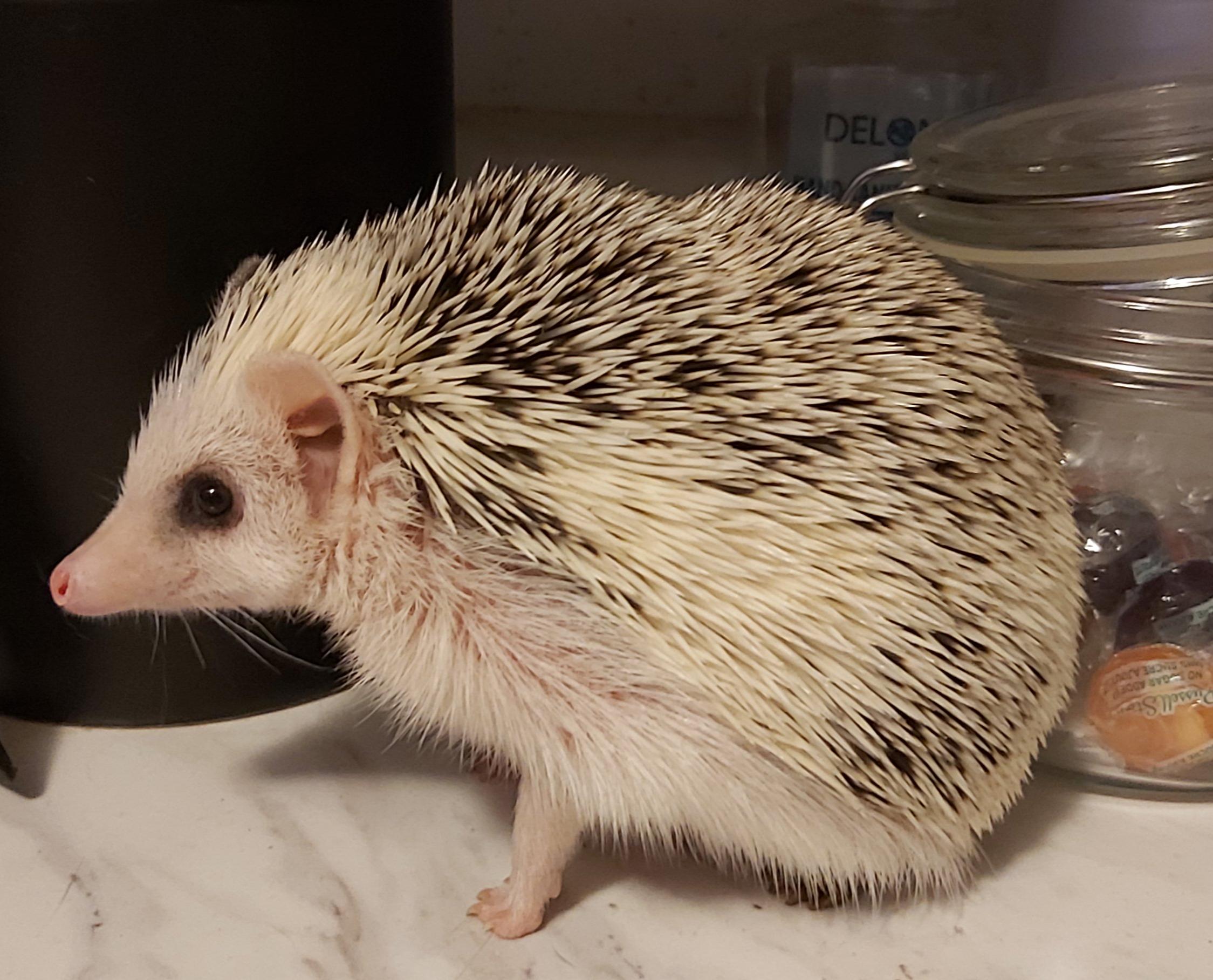 My chonker, Ruby, is smiling! Excited for some zoomies! r/Hedgehog