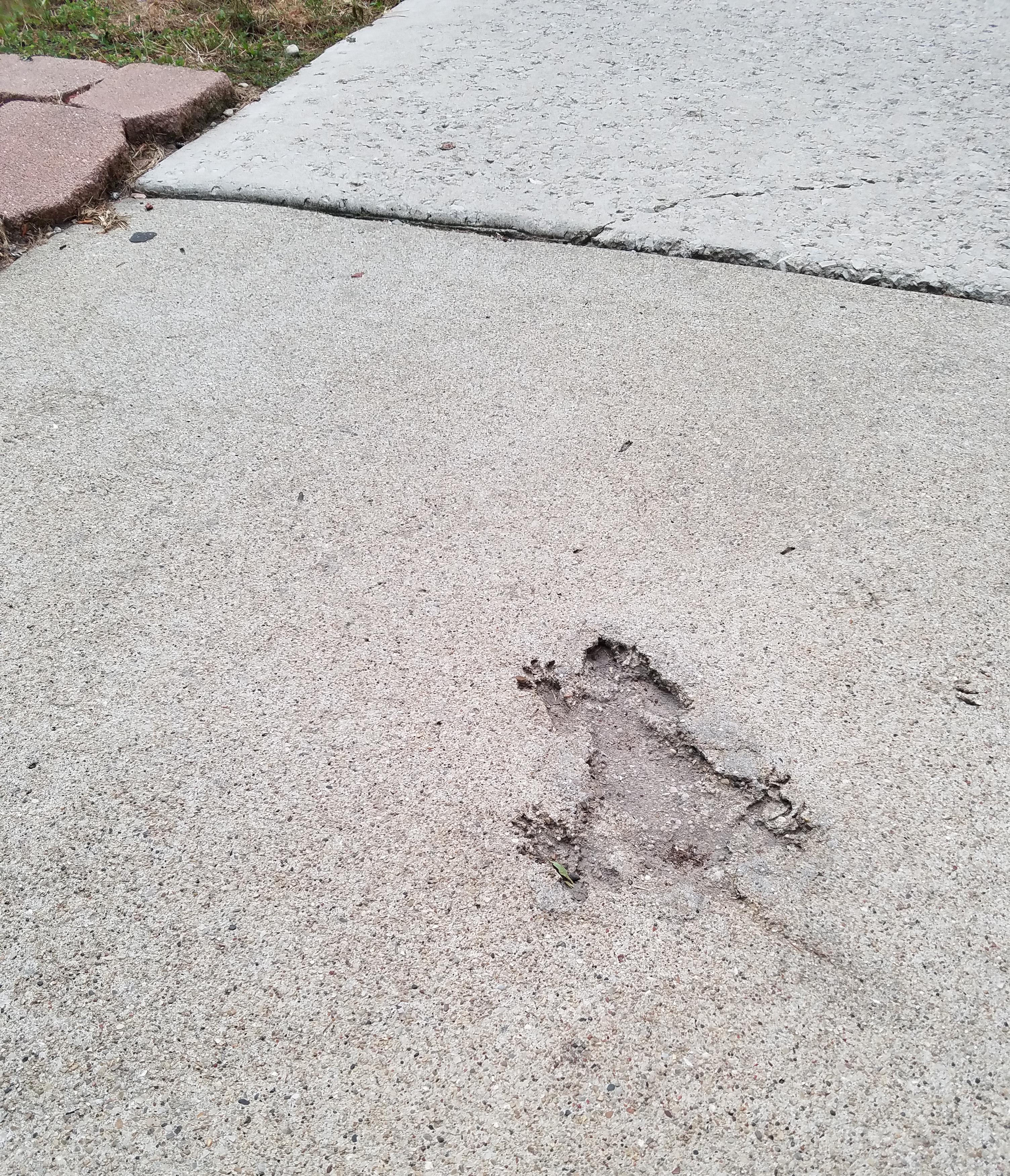 ELI5 Would this squirrel have survived the concrete burns from the