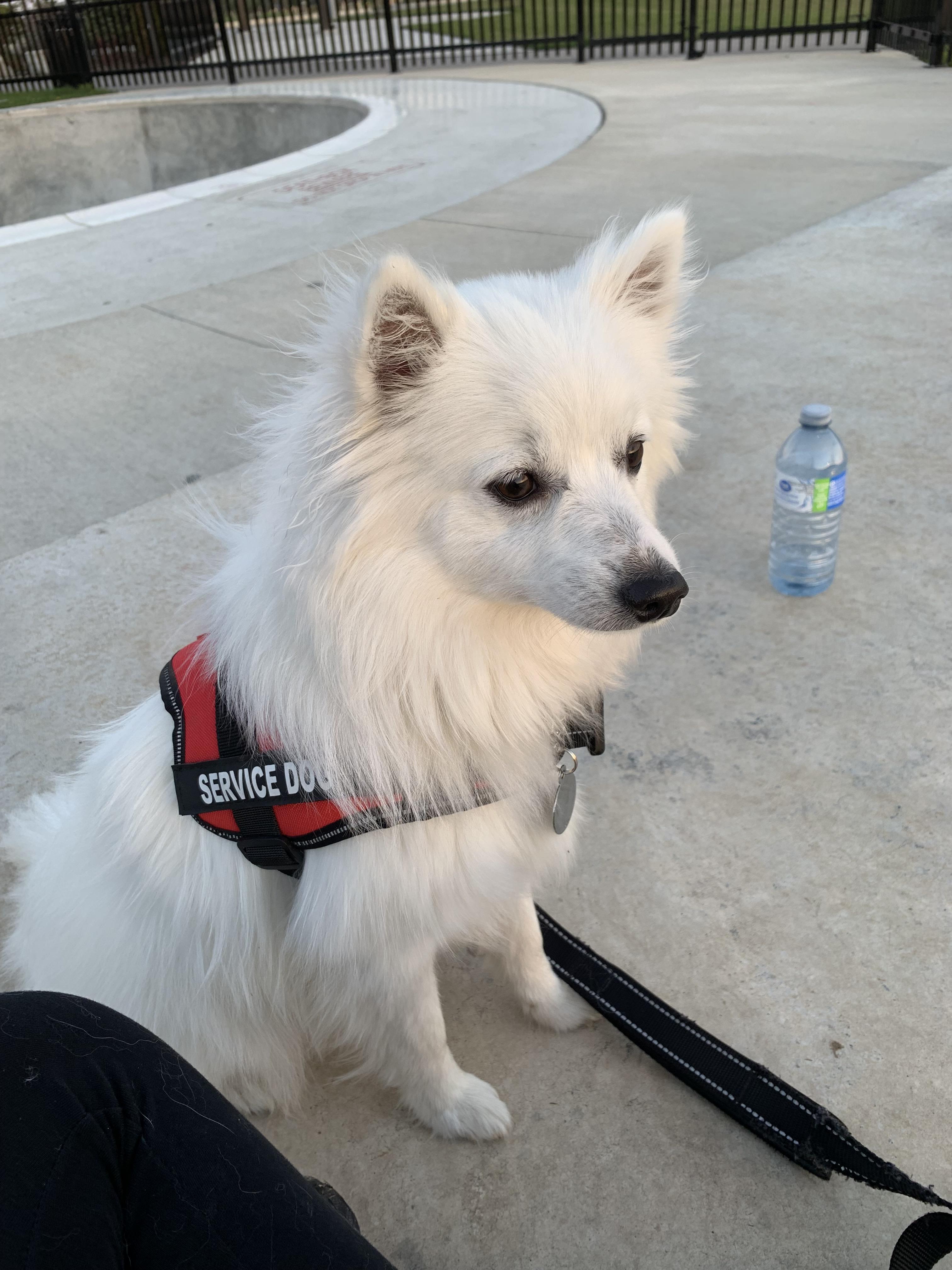My American Eskimo service dog! r/americaneskimo