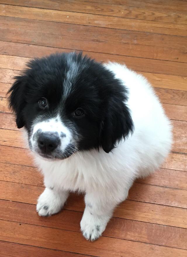 Old photo of my photogenic pup, Ace (he’s a Newfoundland Great Pyrenees