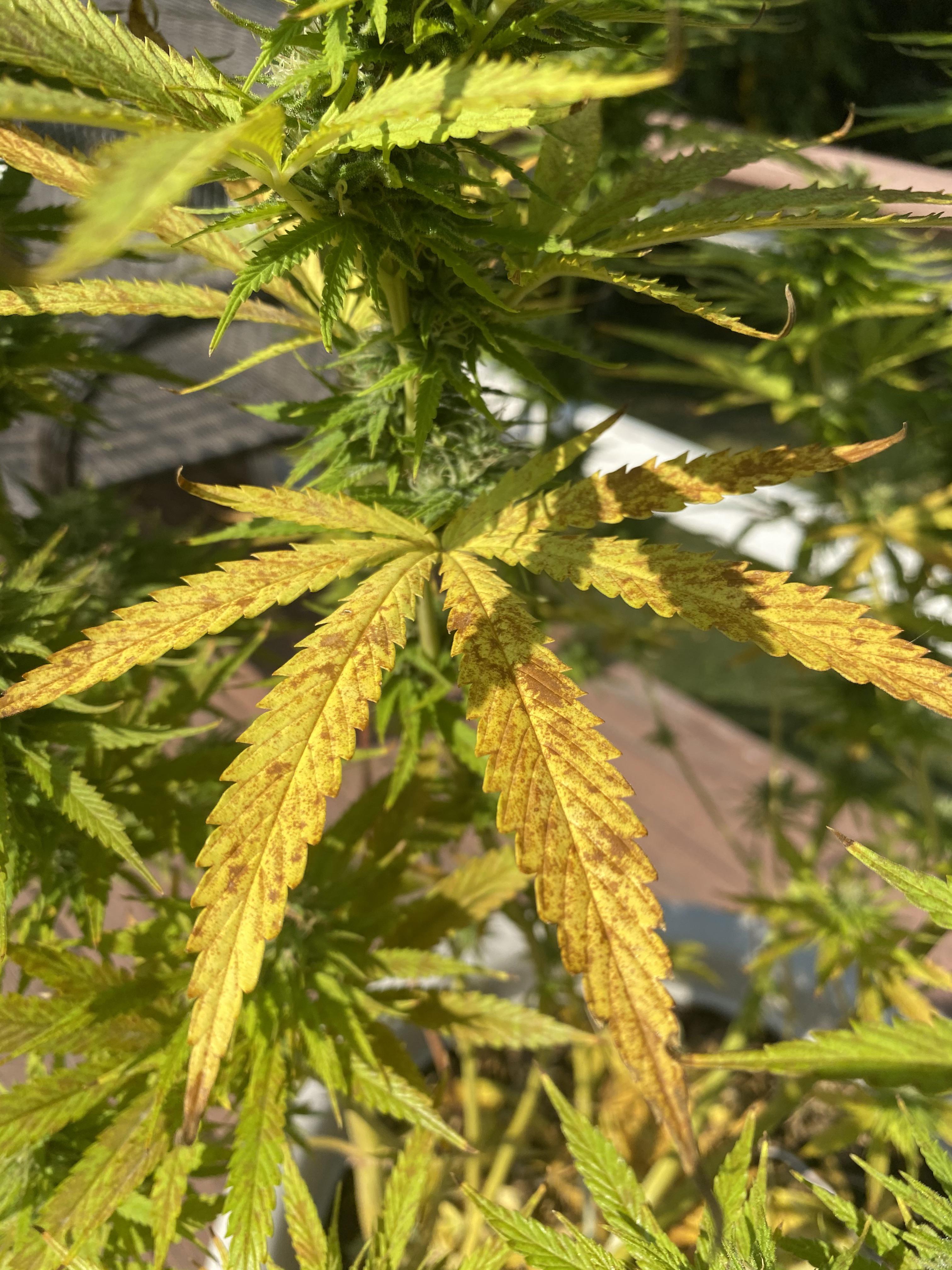 Peroxide damage? r/cannabiscultivation