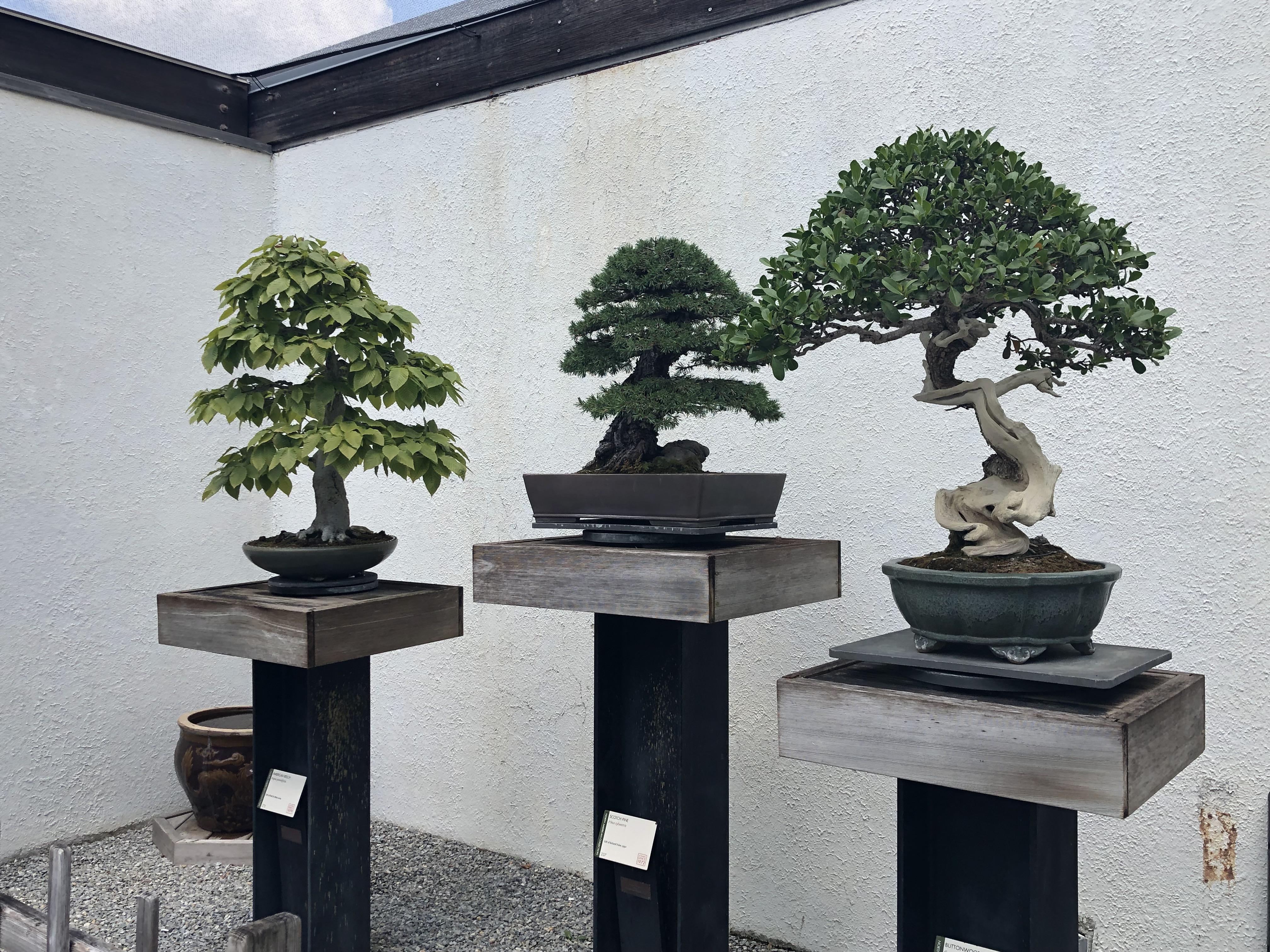National Arboretum, Washington DC. Such a great collection! r/Bonsai