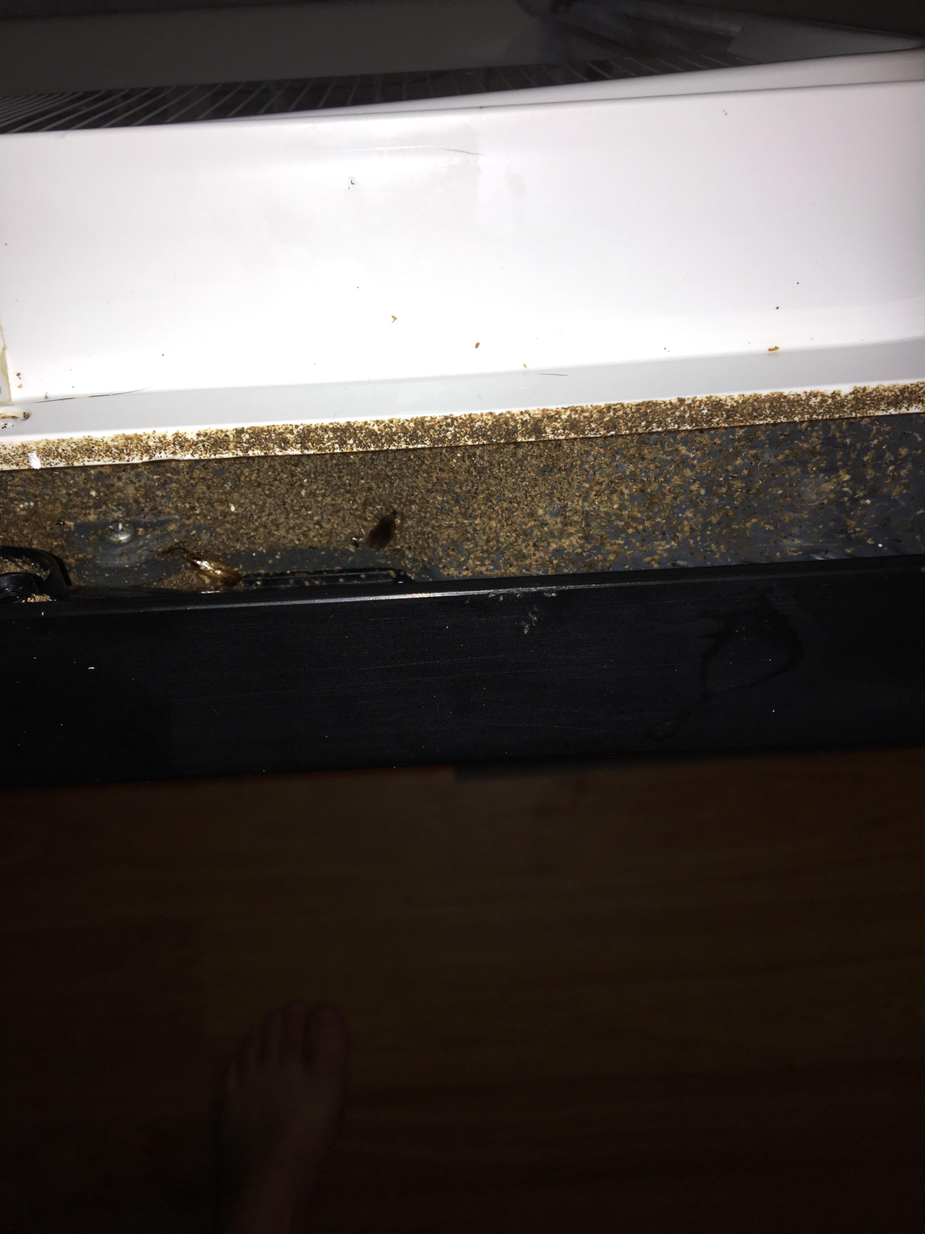 Kitchen Smells Like Urine at Ashley Brooks blog